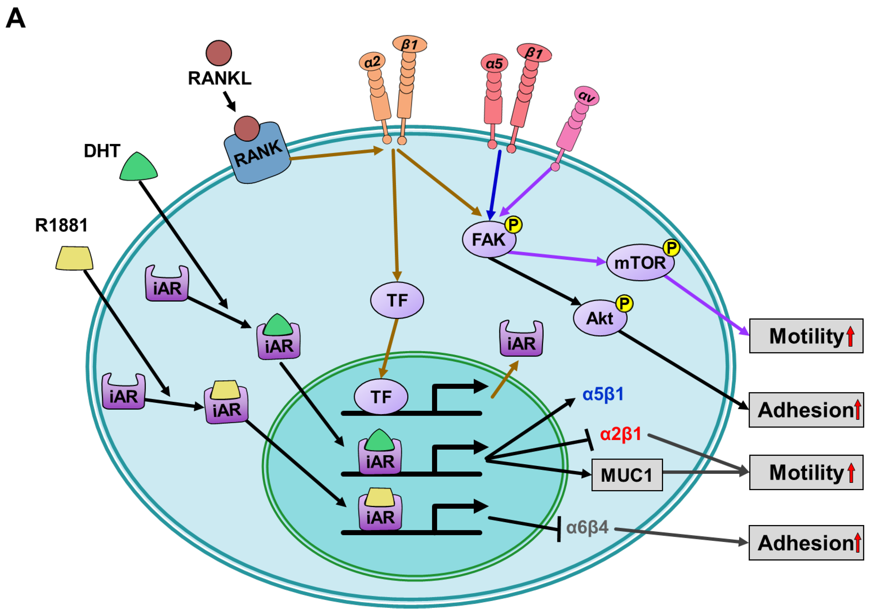 Cells 12 02126 g003a Cells 12 02126 g003a