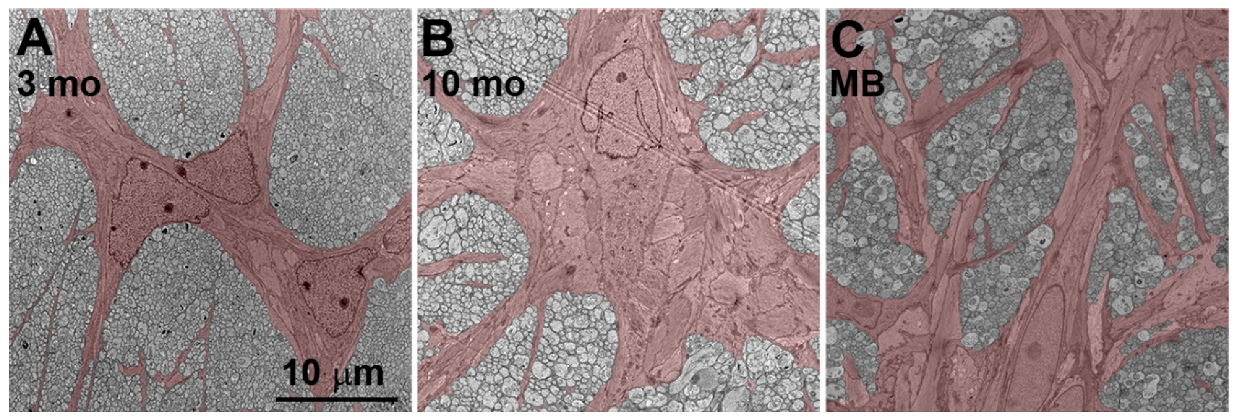 Cells 12 02131 g003 Cells 12 02131 g003
