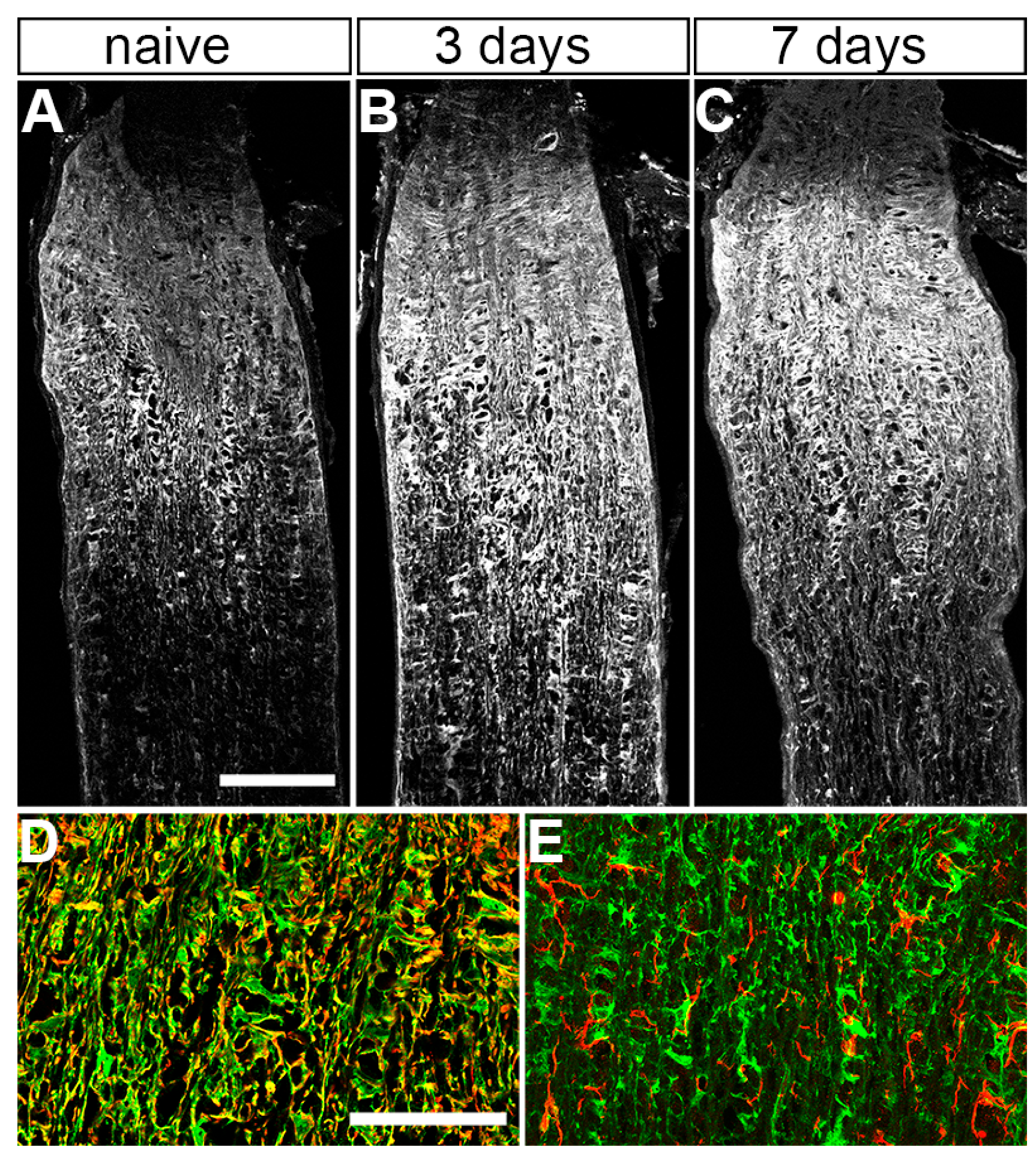 Cells 12 02131 g004 Cells 12 02131 g004