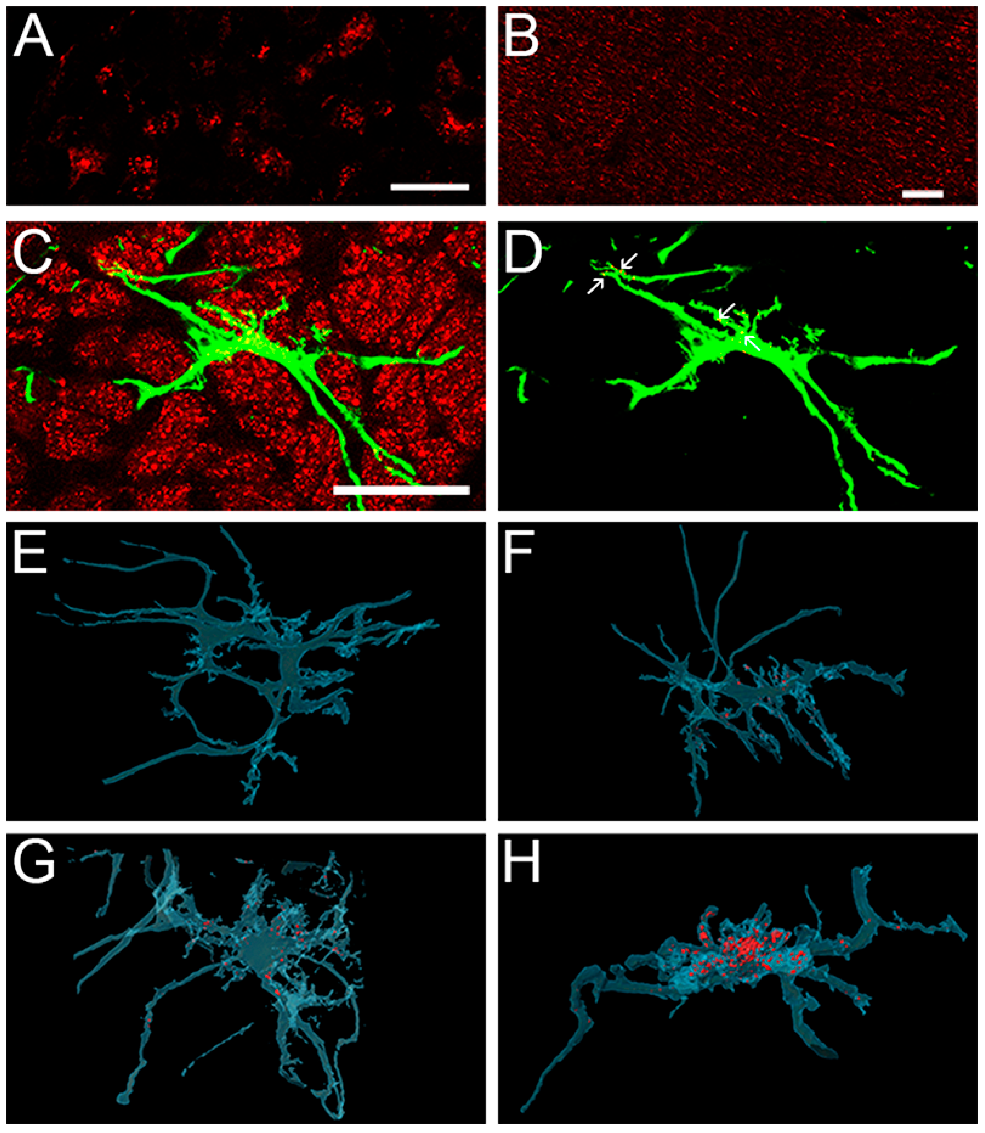 Cells 12 02131 g006 Cells 12 02131 g006