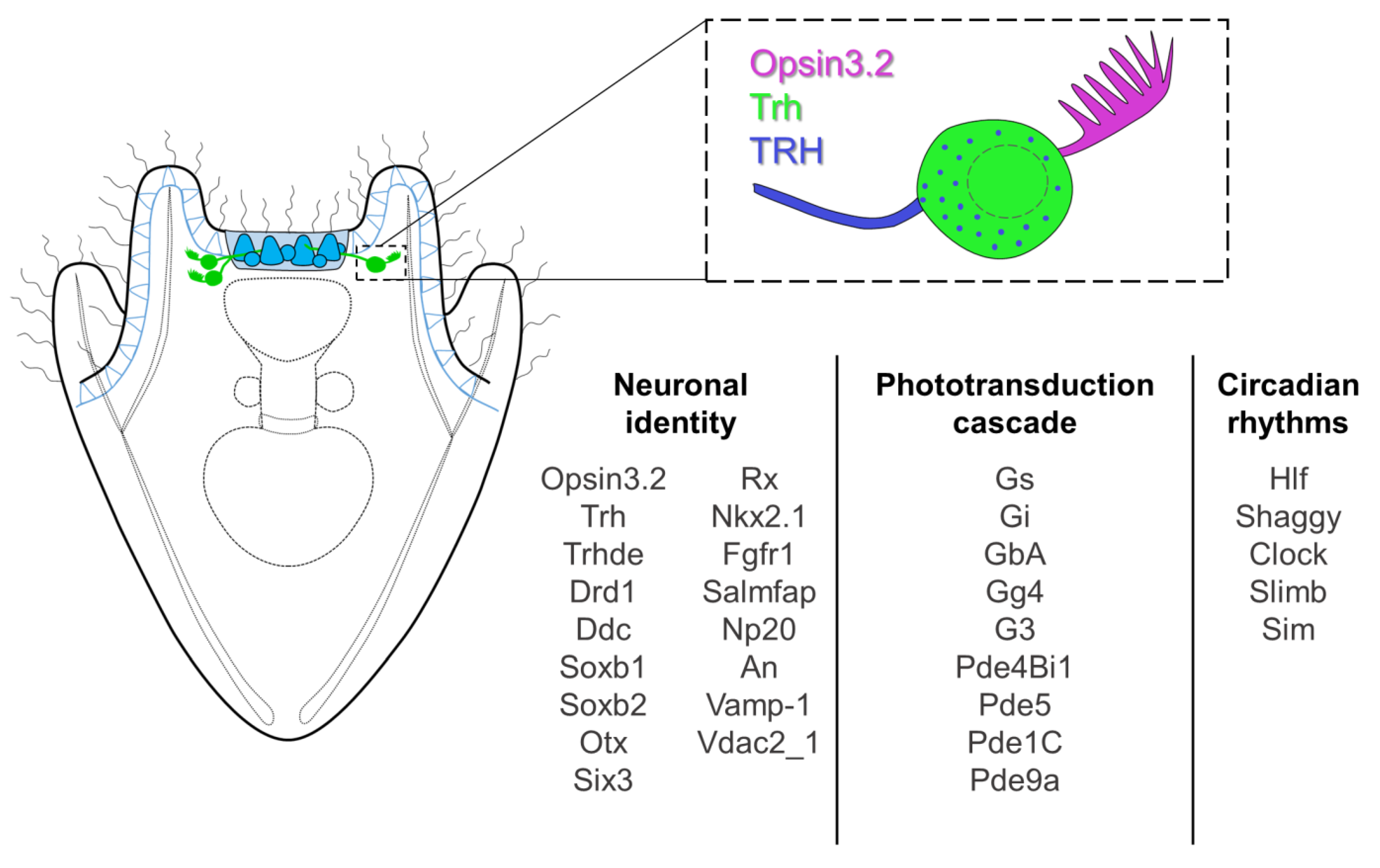 Cells 12 02134 g005 Cells 12 02134 g005