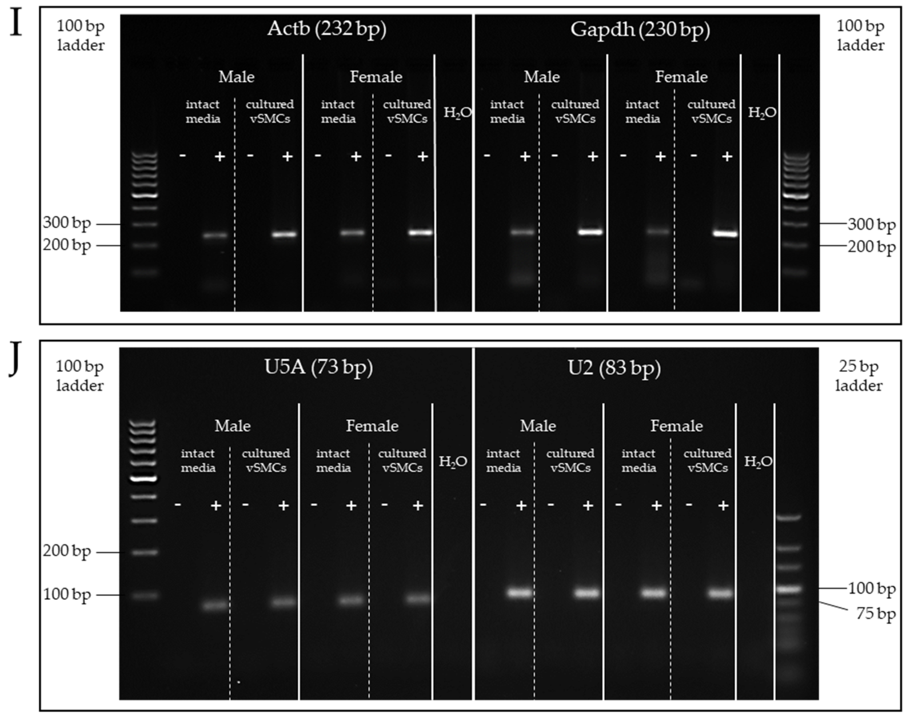Cells 12 02135 g0a1b Cells 12 02135 g0a1b