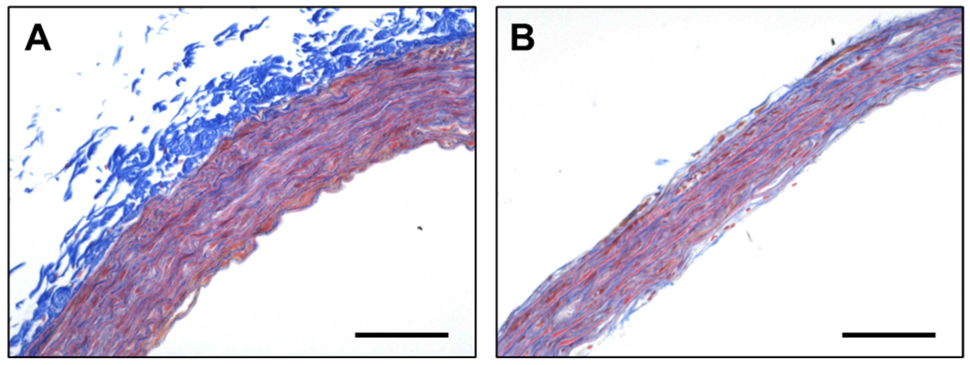 Cells 12 02135 g0a2 Cells 12 02135 g0a2