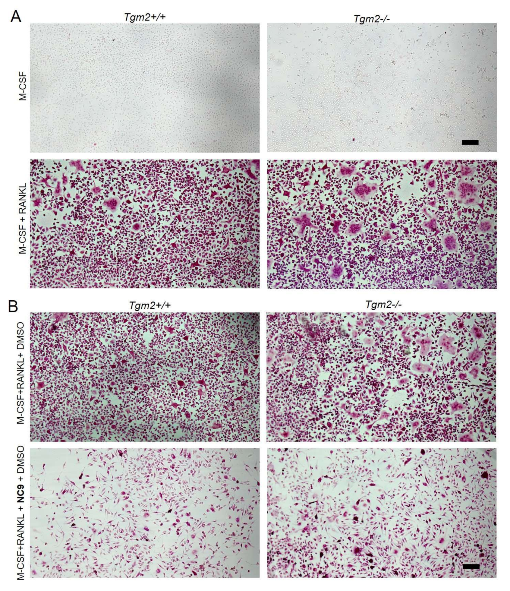 Cells 12 02139 g001 Cells 12 02139 g001