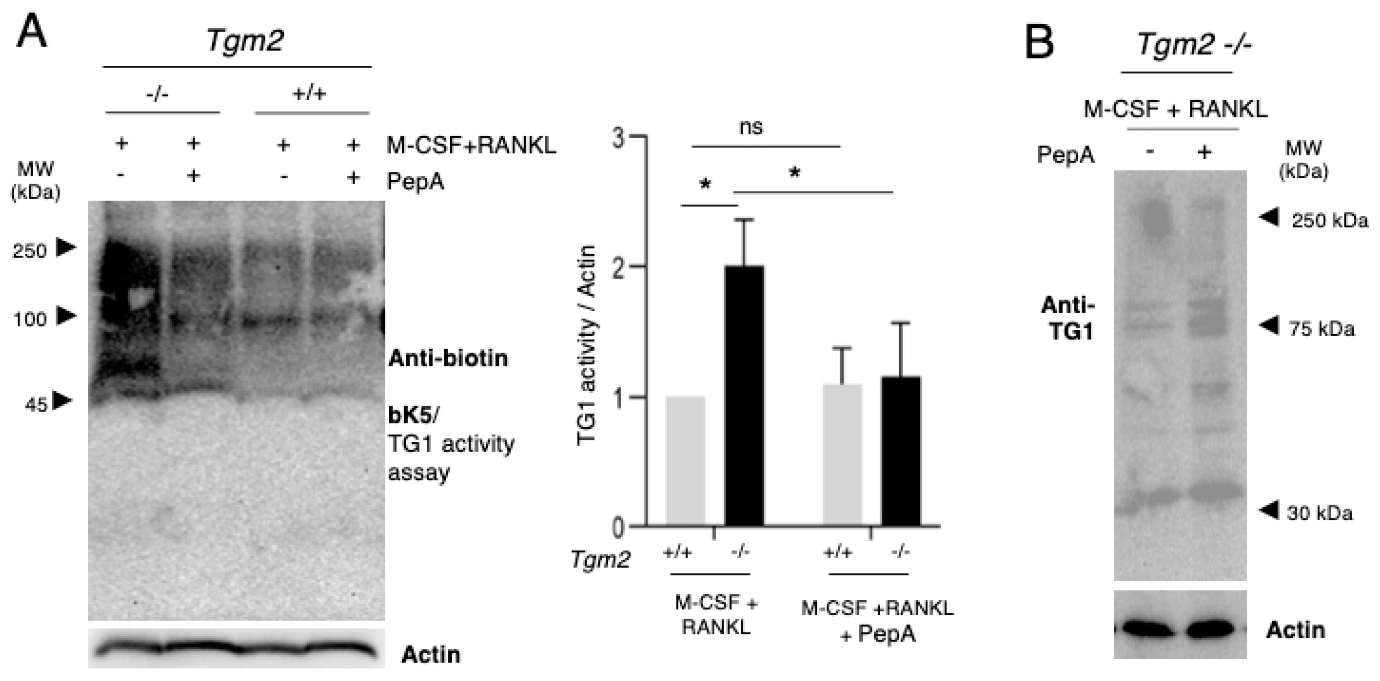 Cells 12 02139 g006 Cells 12 02139 g006