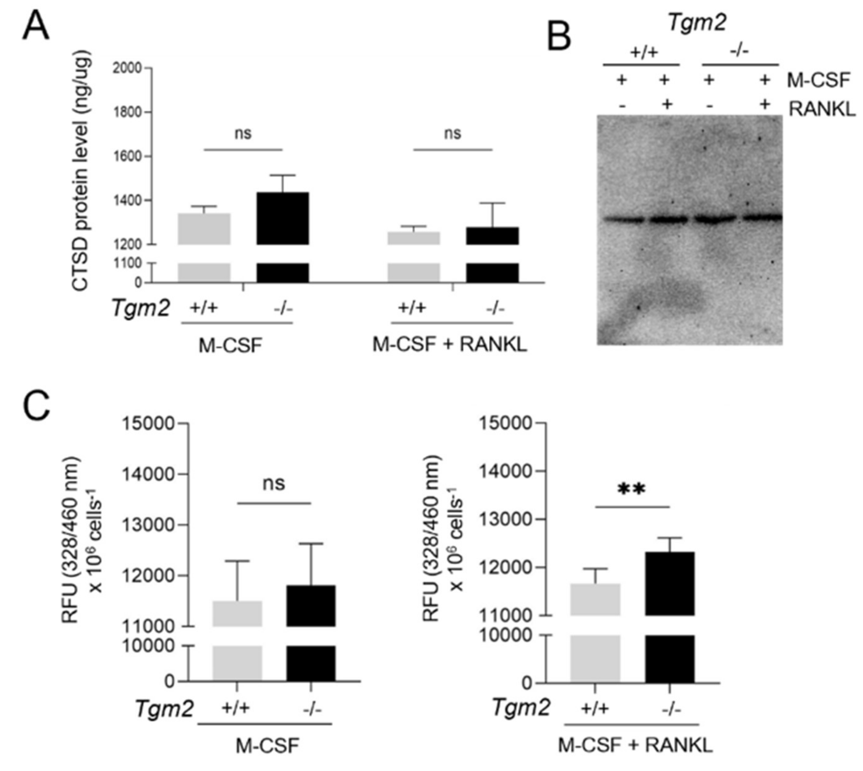 Cells 12 02139 g007 Cells 12 02139 g007
