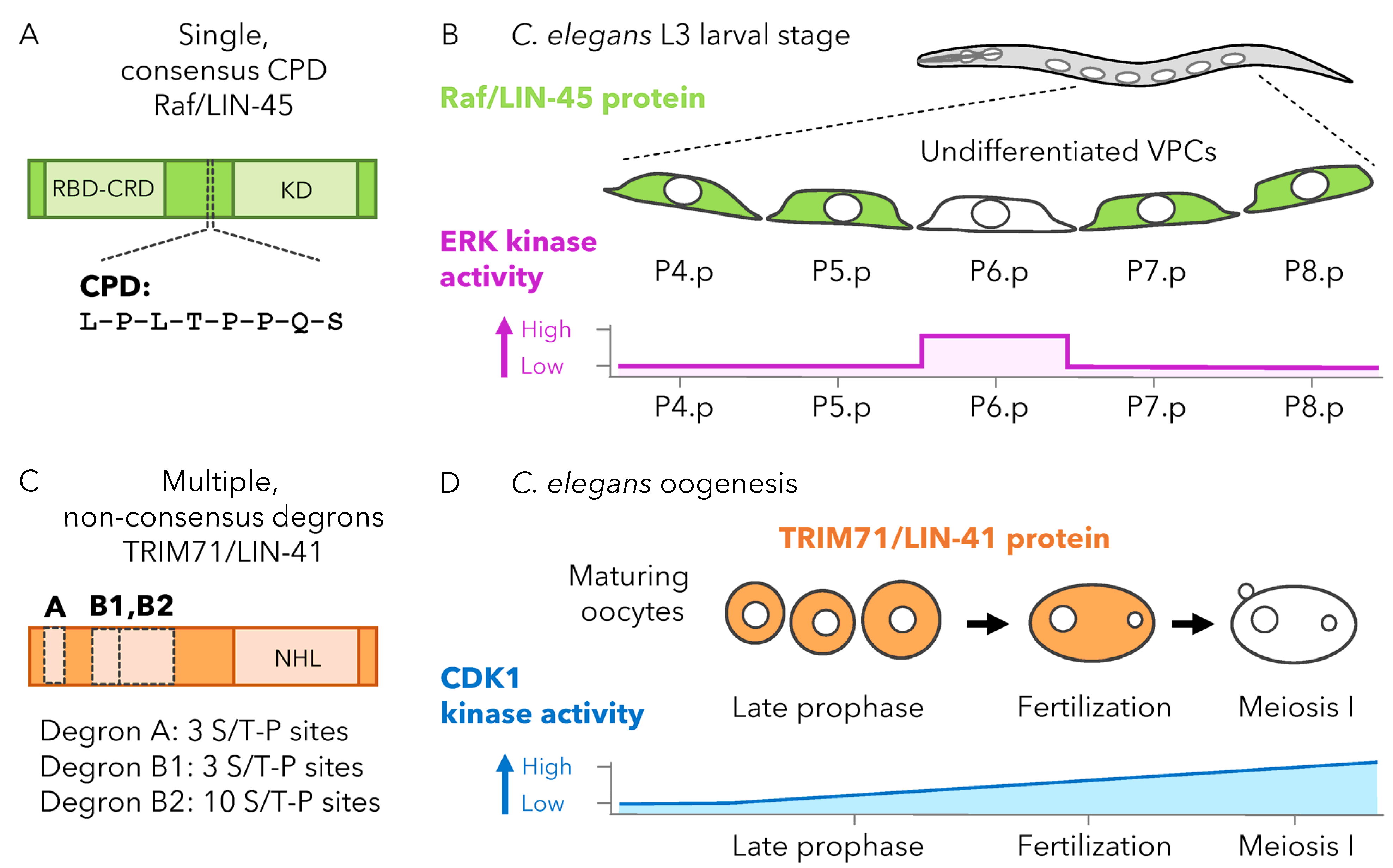 Cells 12 02141 g002 Cells 12 02141 g002