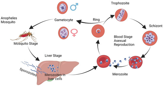 Life cycle clearance of malaria