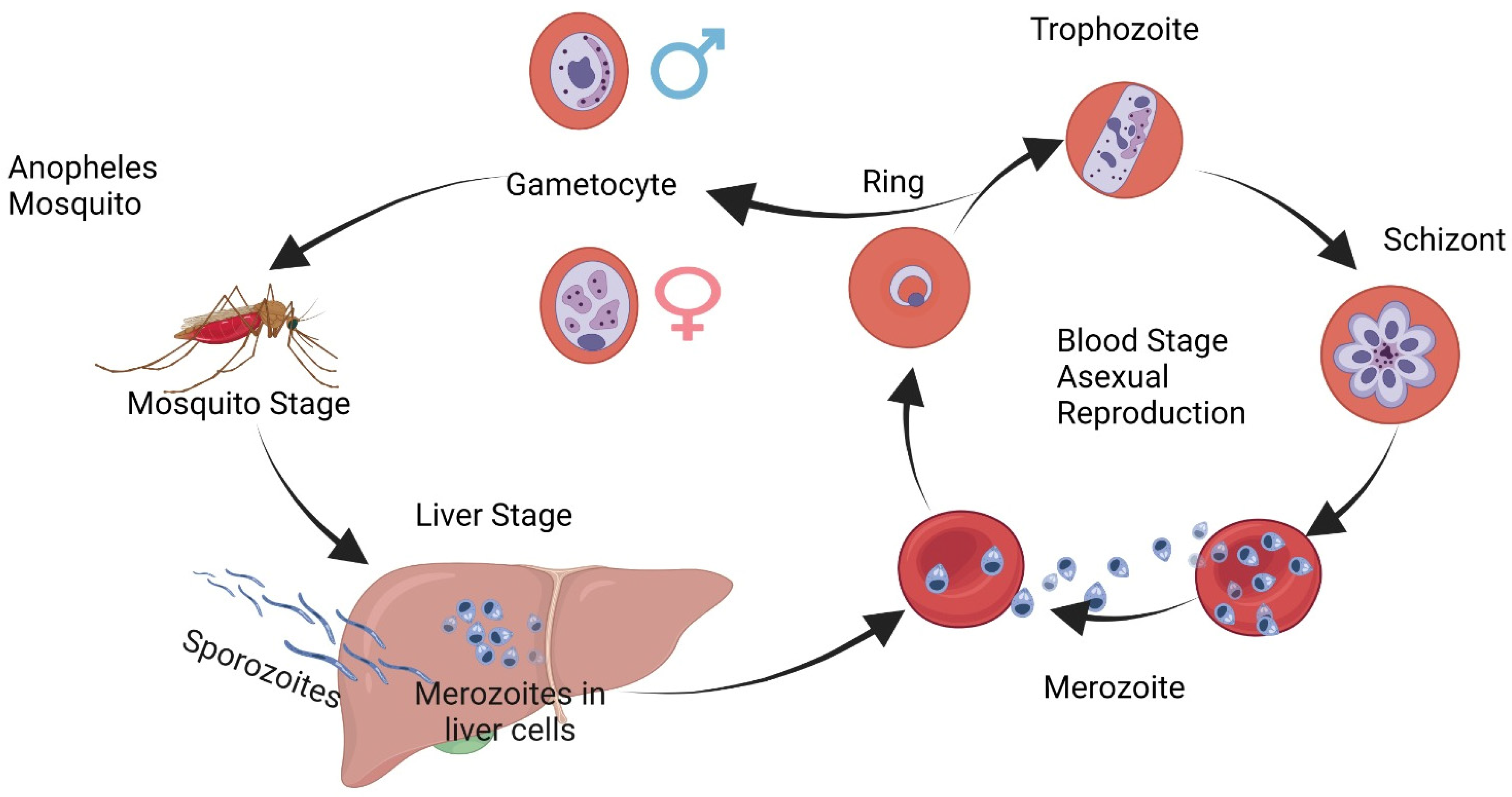 Camillo Golgi s Impact on Malaria Studies