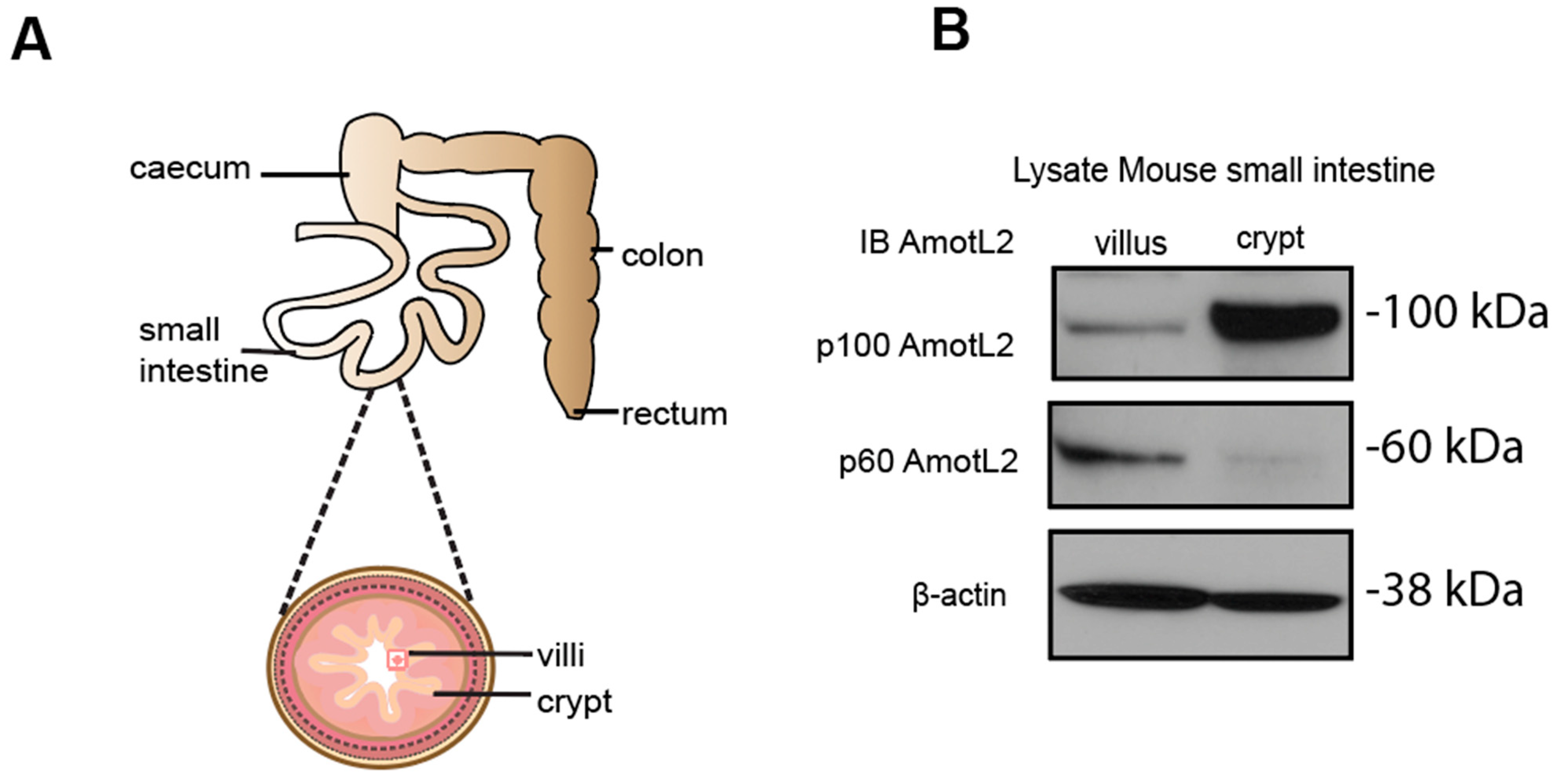 Cells 12 02158 g002a