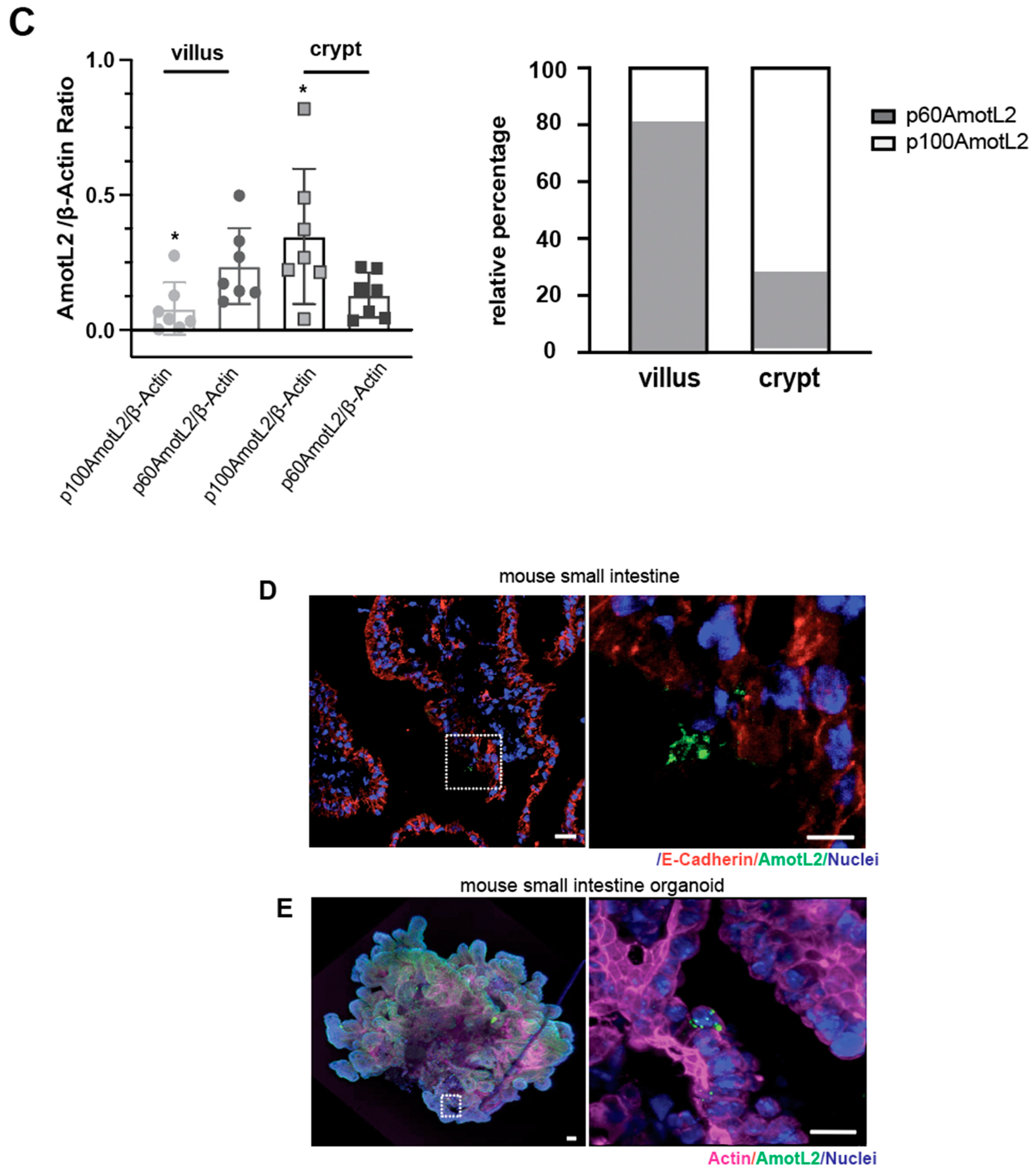 Cells 12 02158 g002b