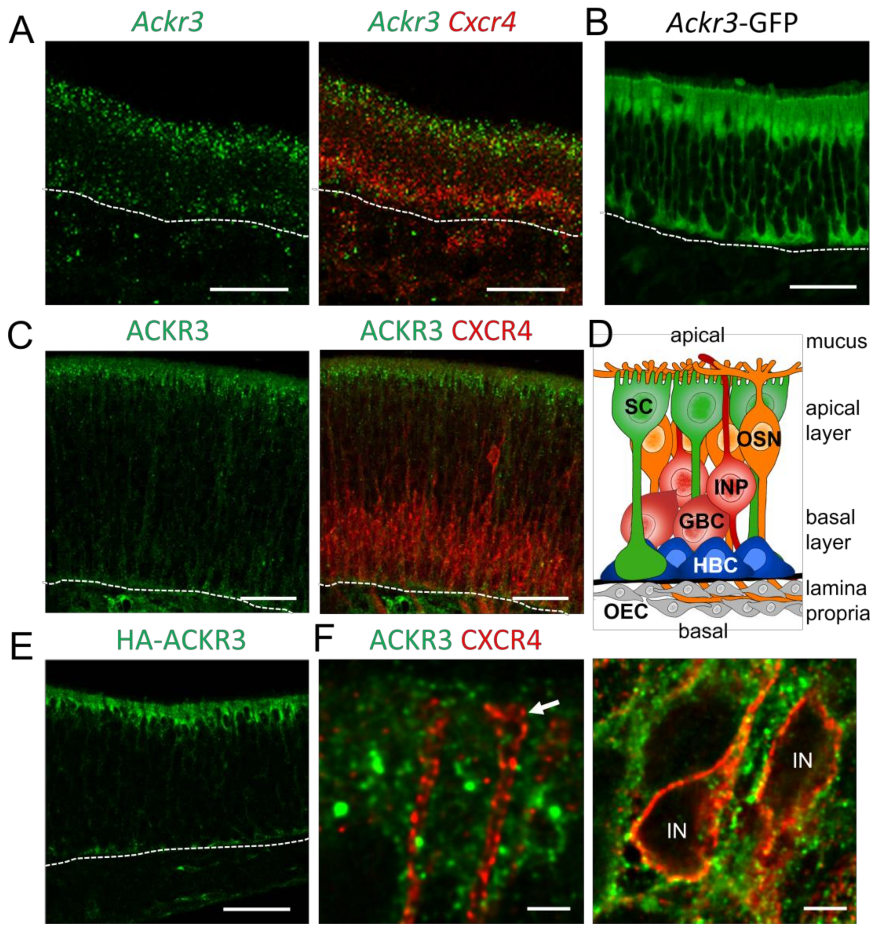Cells 12 02164 g001 Cells 12 02164 g001