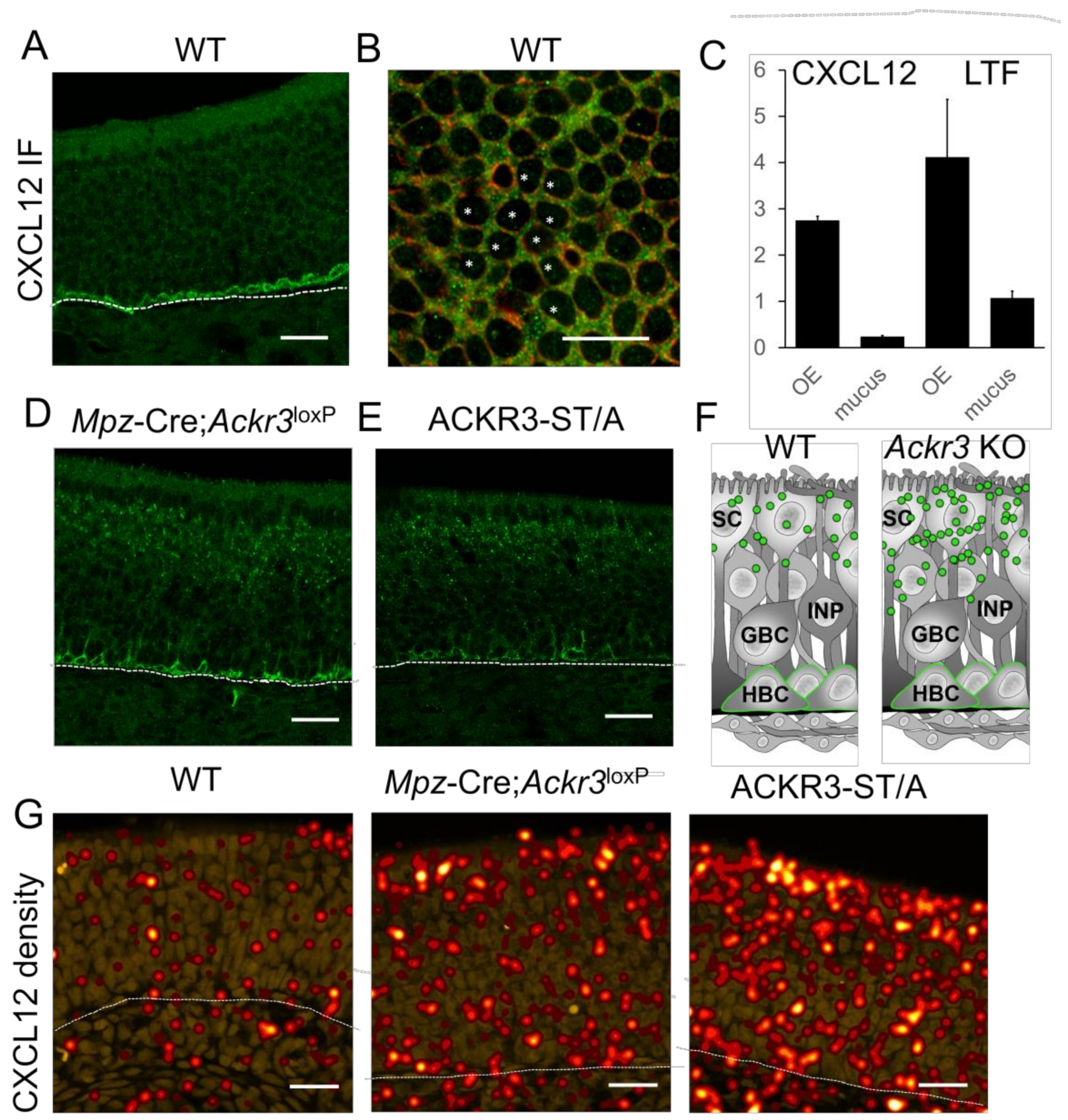 Cells 12 02164 g002 Cells 12 02164 g002