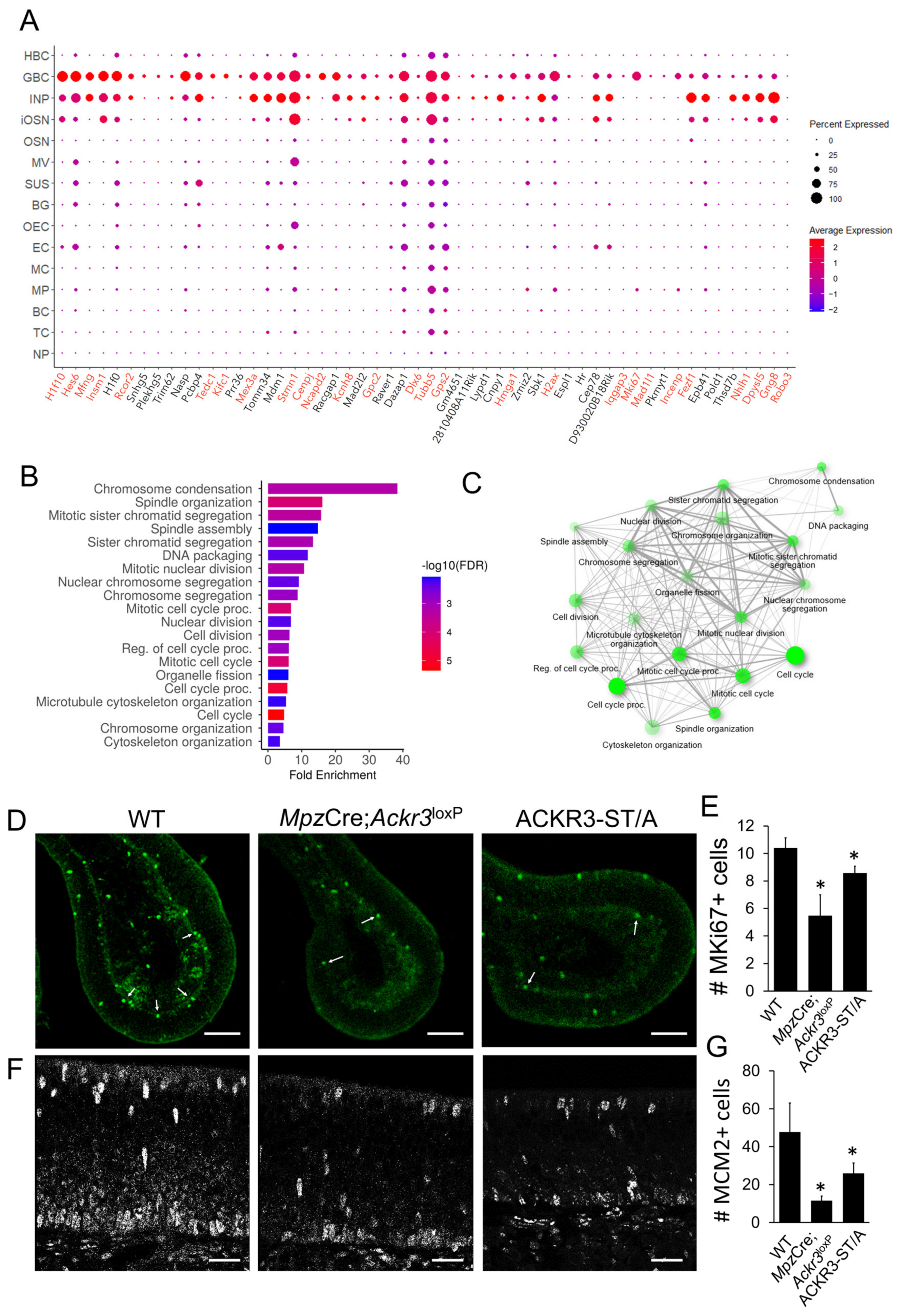 Cells 12 02164 g004 Cells 12 02164 g004