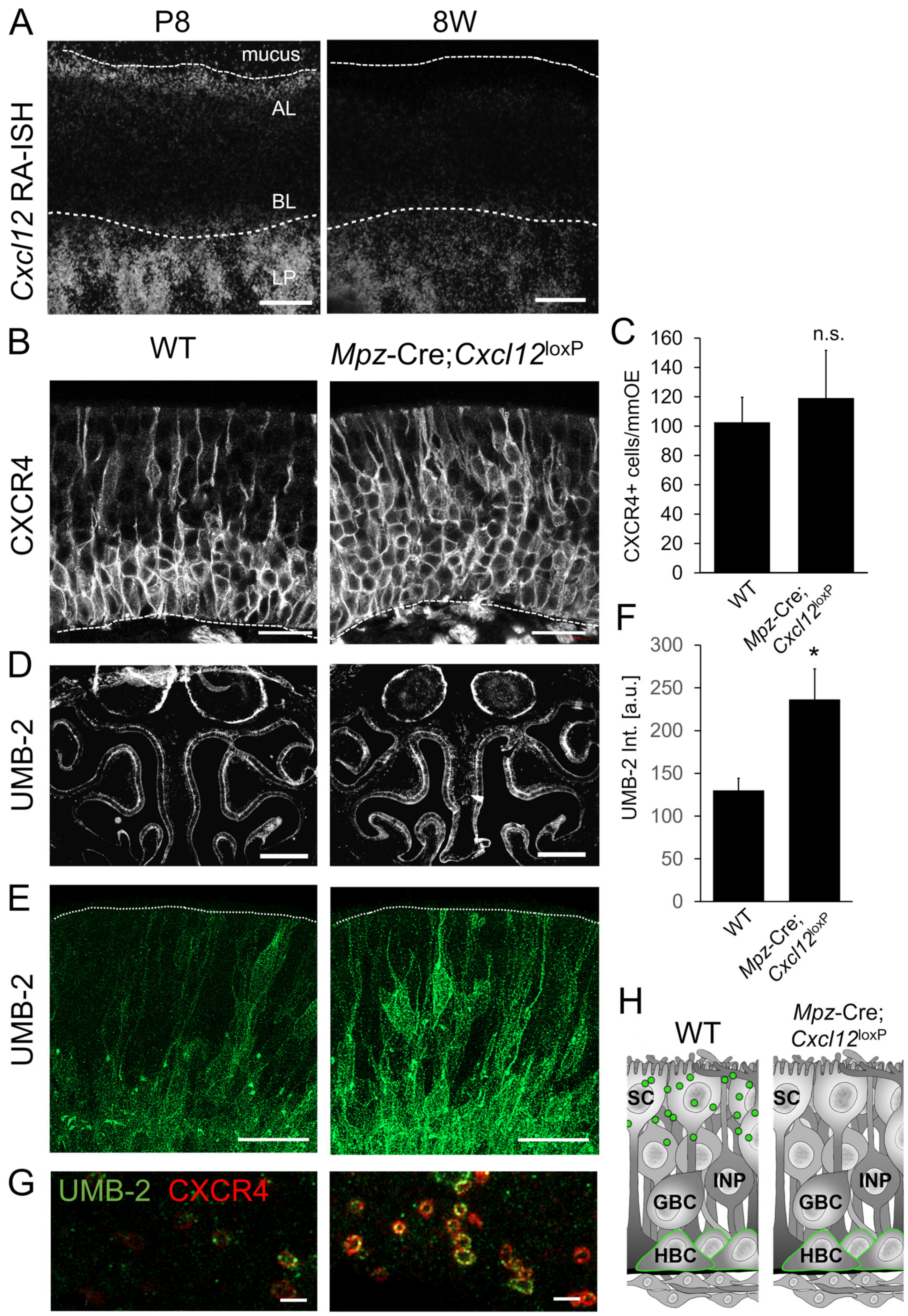 Cells 12 02164 g006 Cells 12 02164 g006