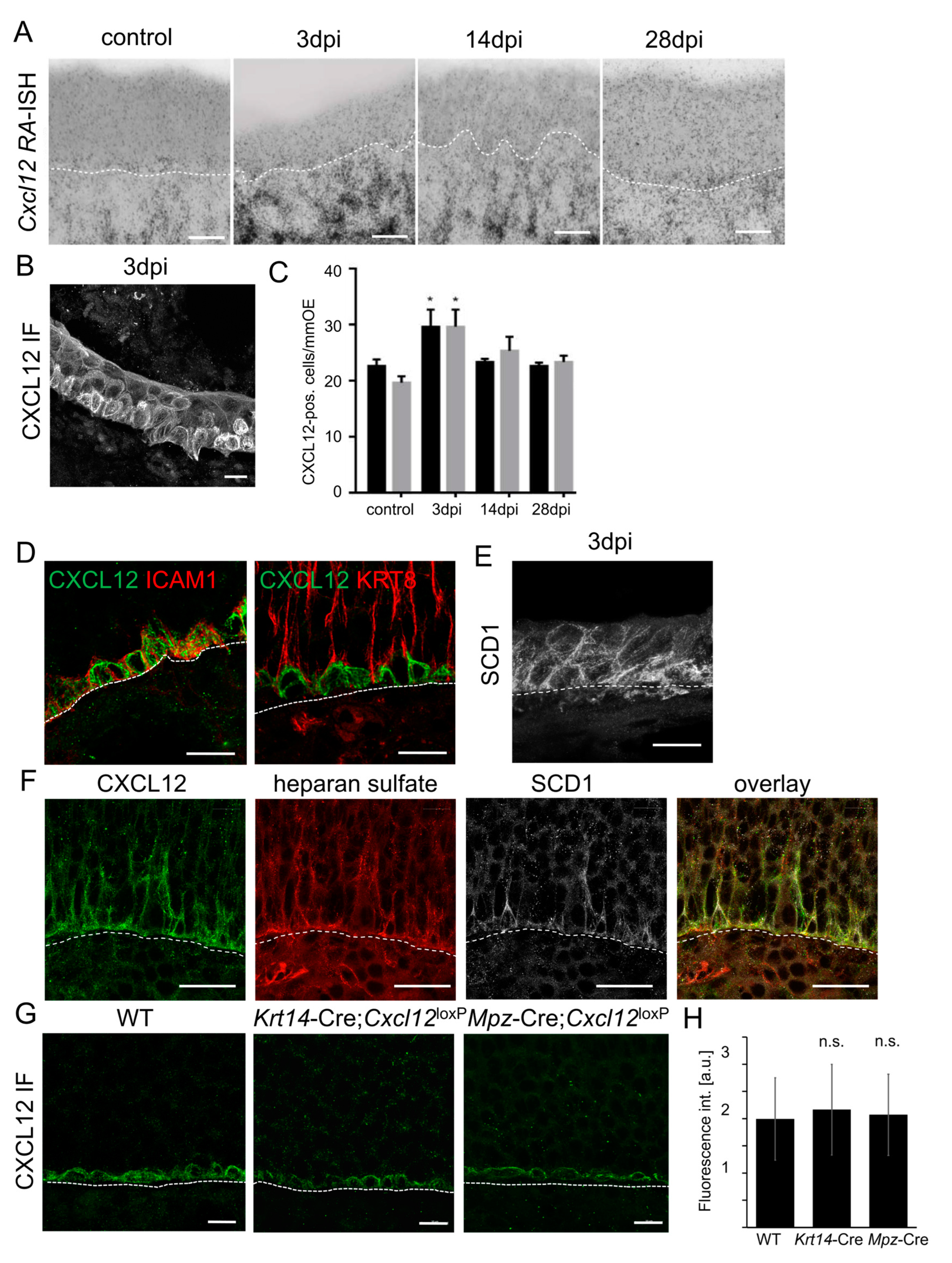 Cells 12 02164 g007 Cells 12 02164 g007