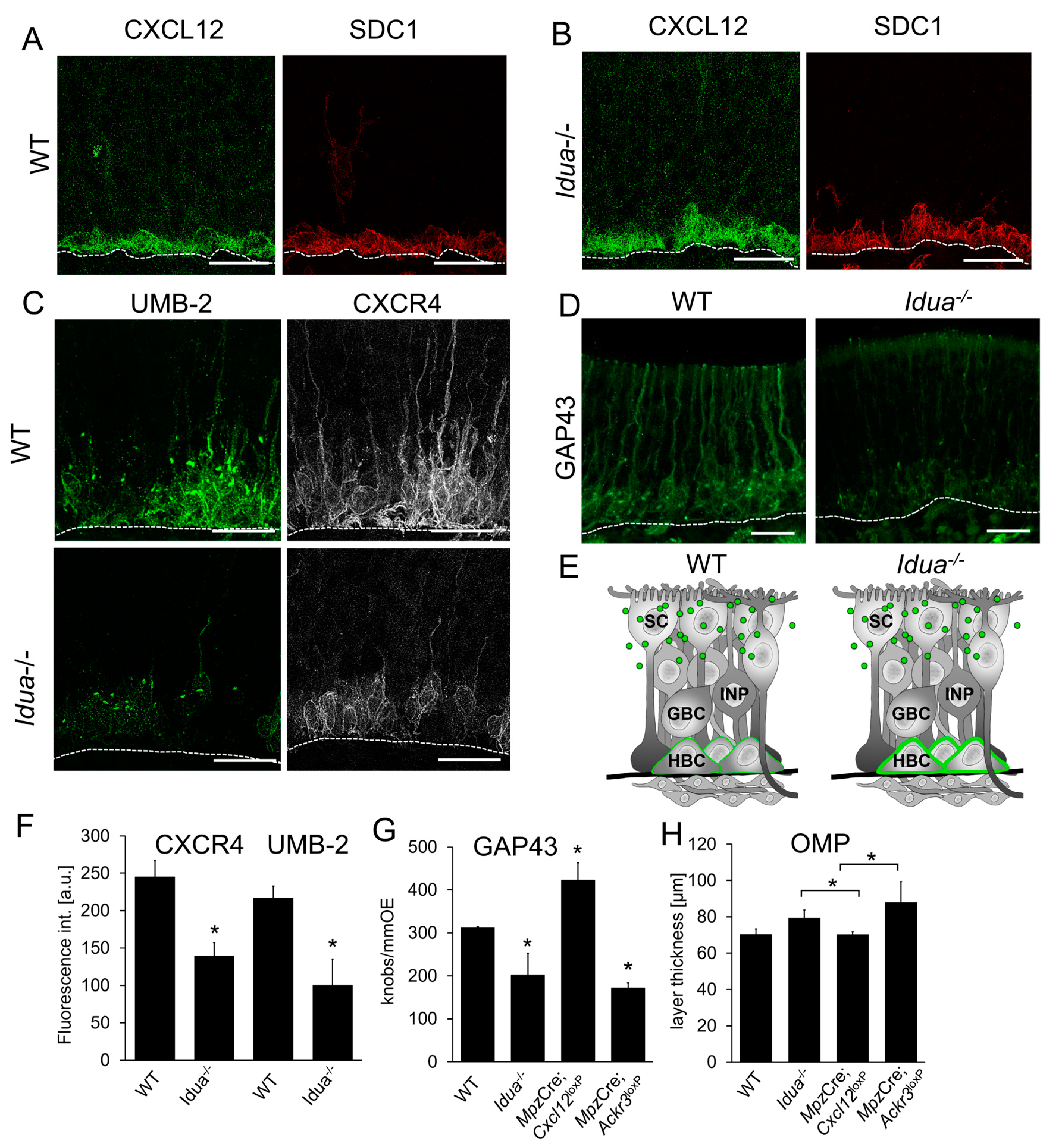 Cells 12 02164 g008 Cells 12 02164 g008
