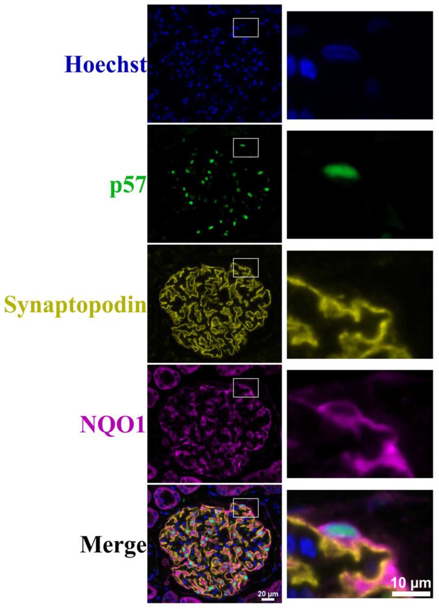 Cells 12 02165 g006