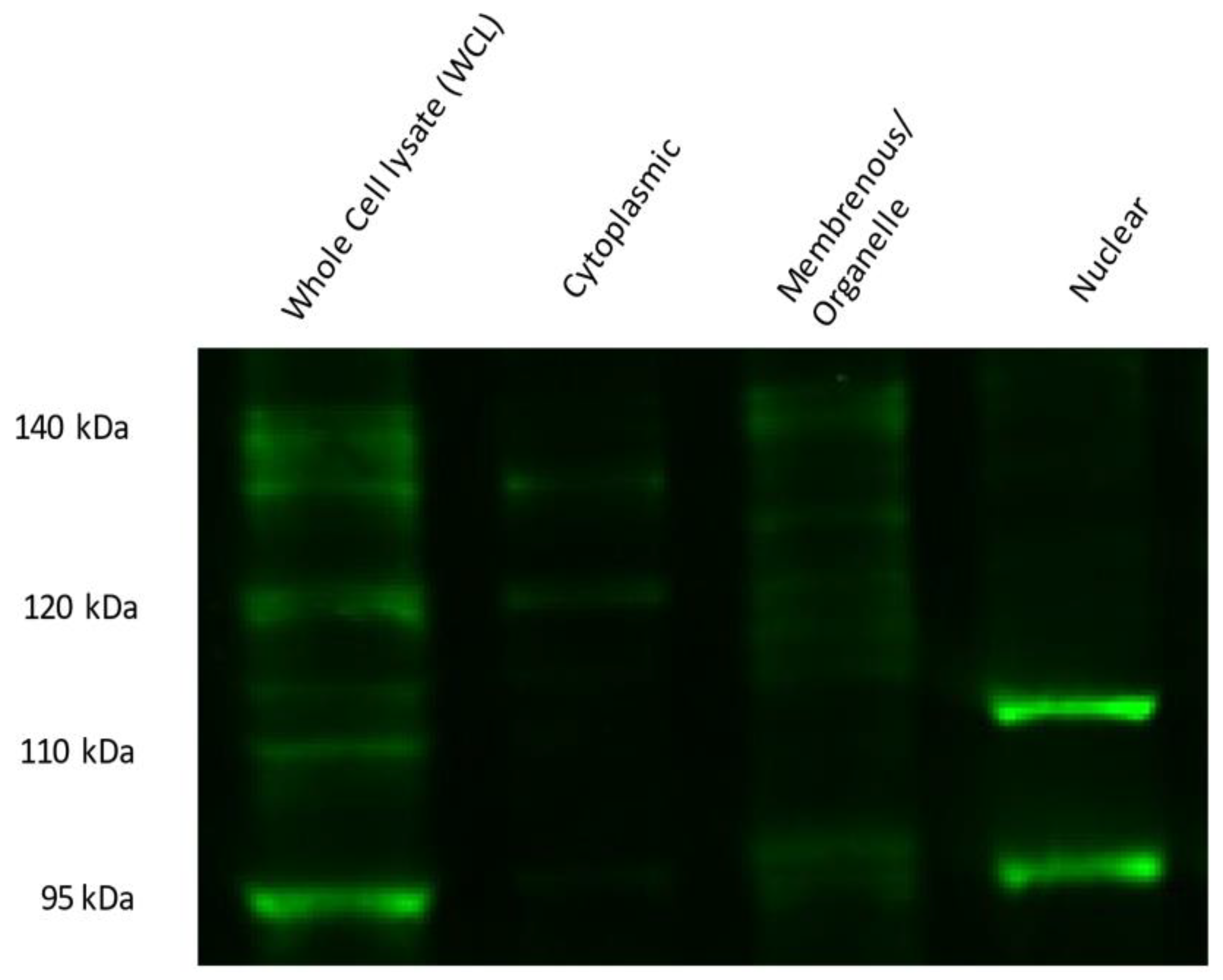 Cells 12 02165 g007