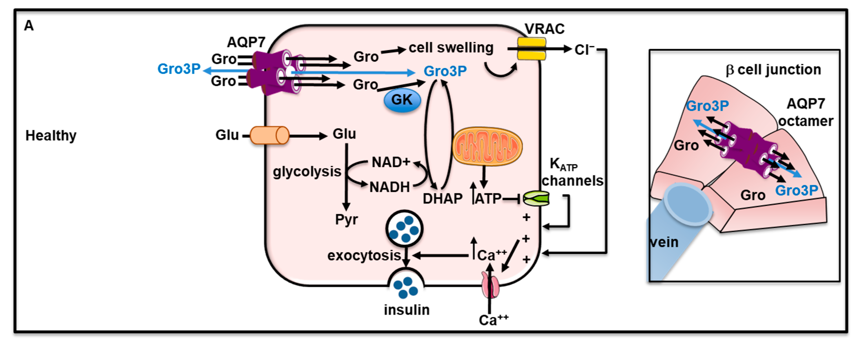Cells 12 02170 g005a