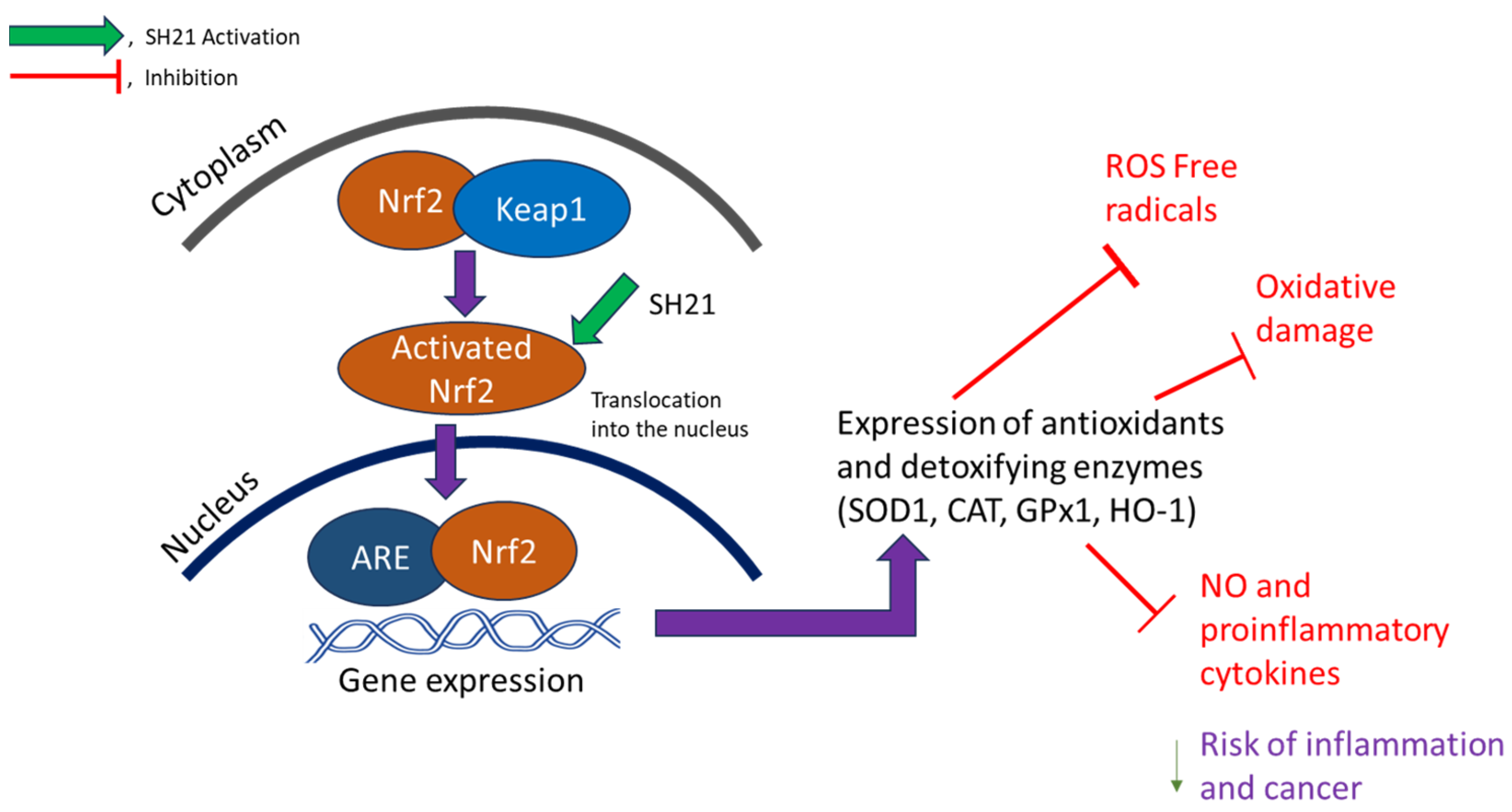 Attenuation of Oxidative Damage via Upregulating Nrf2/HO-1