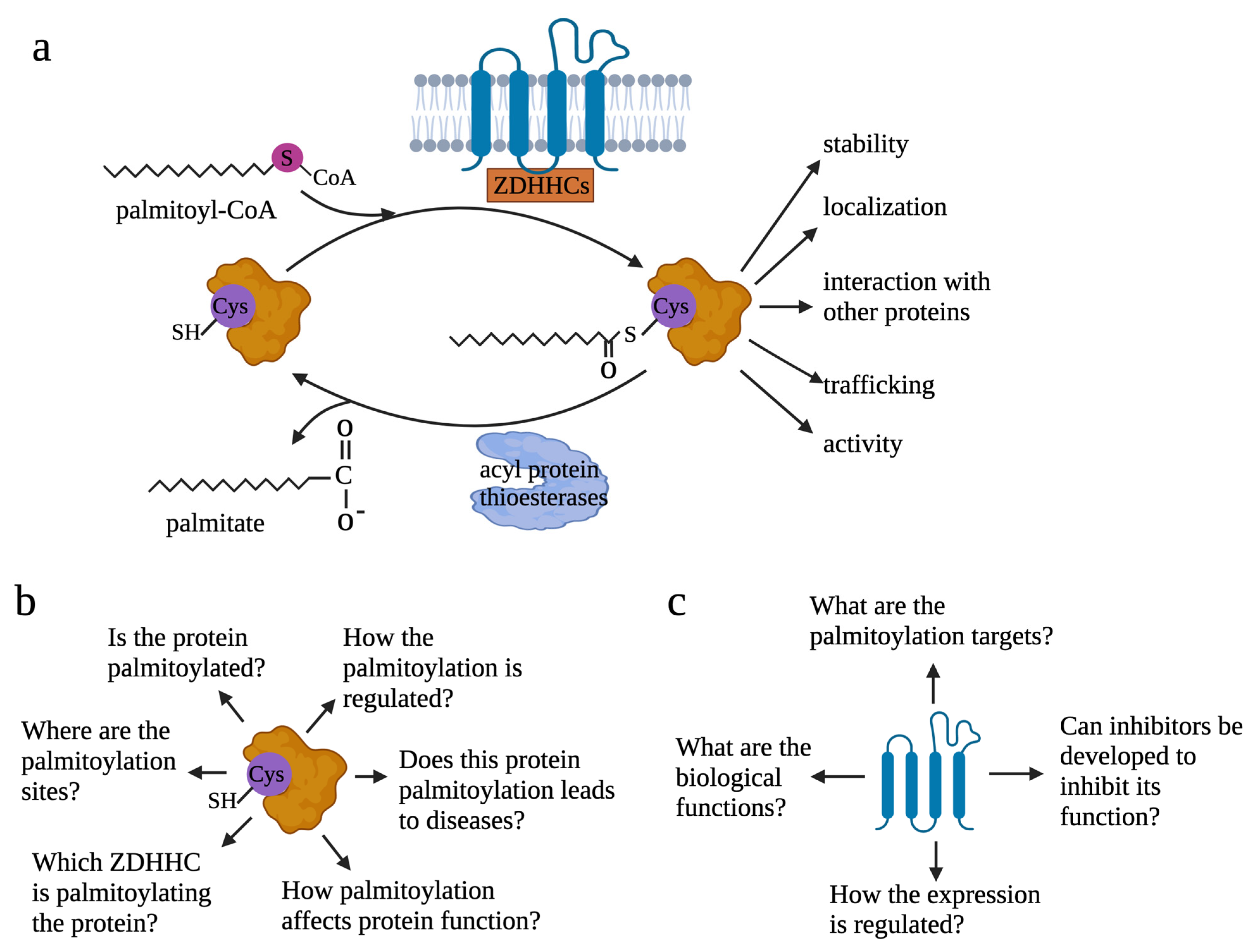 Diverse Roles of Protein Palmitoylation in Cancer Progression 