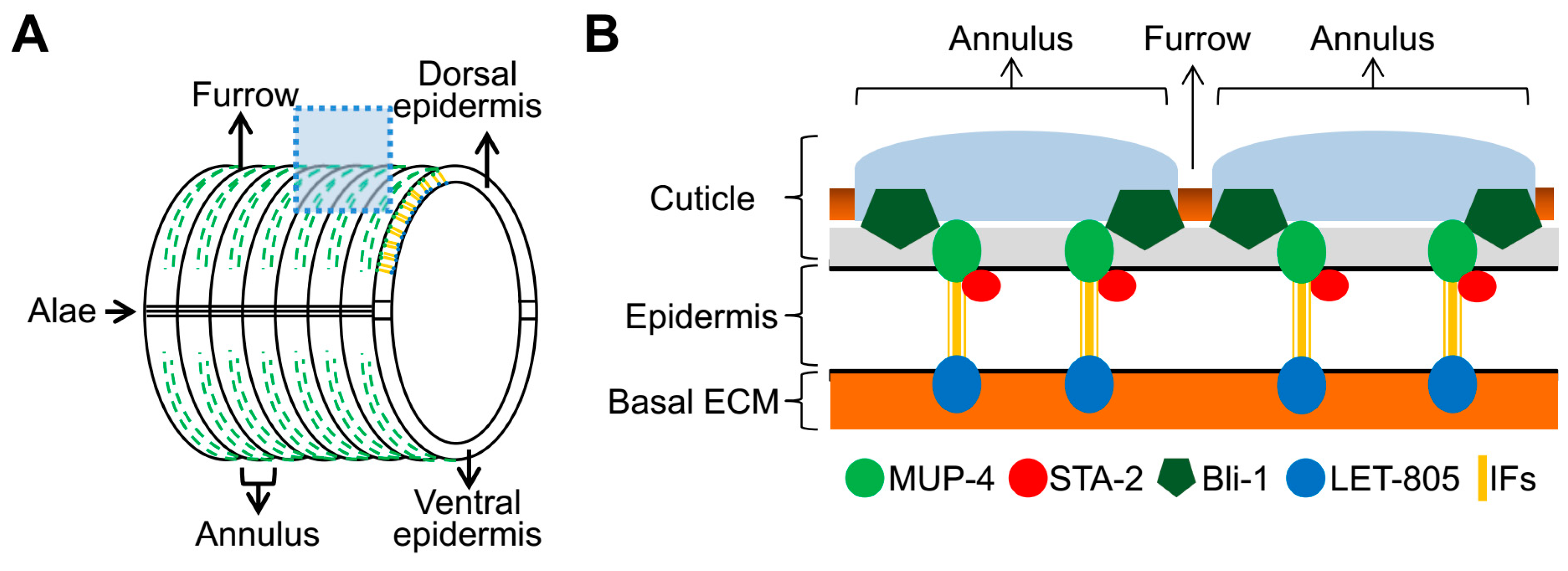 Cells 12 02223 g003a