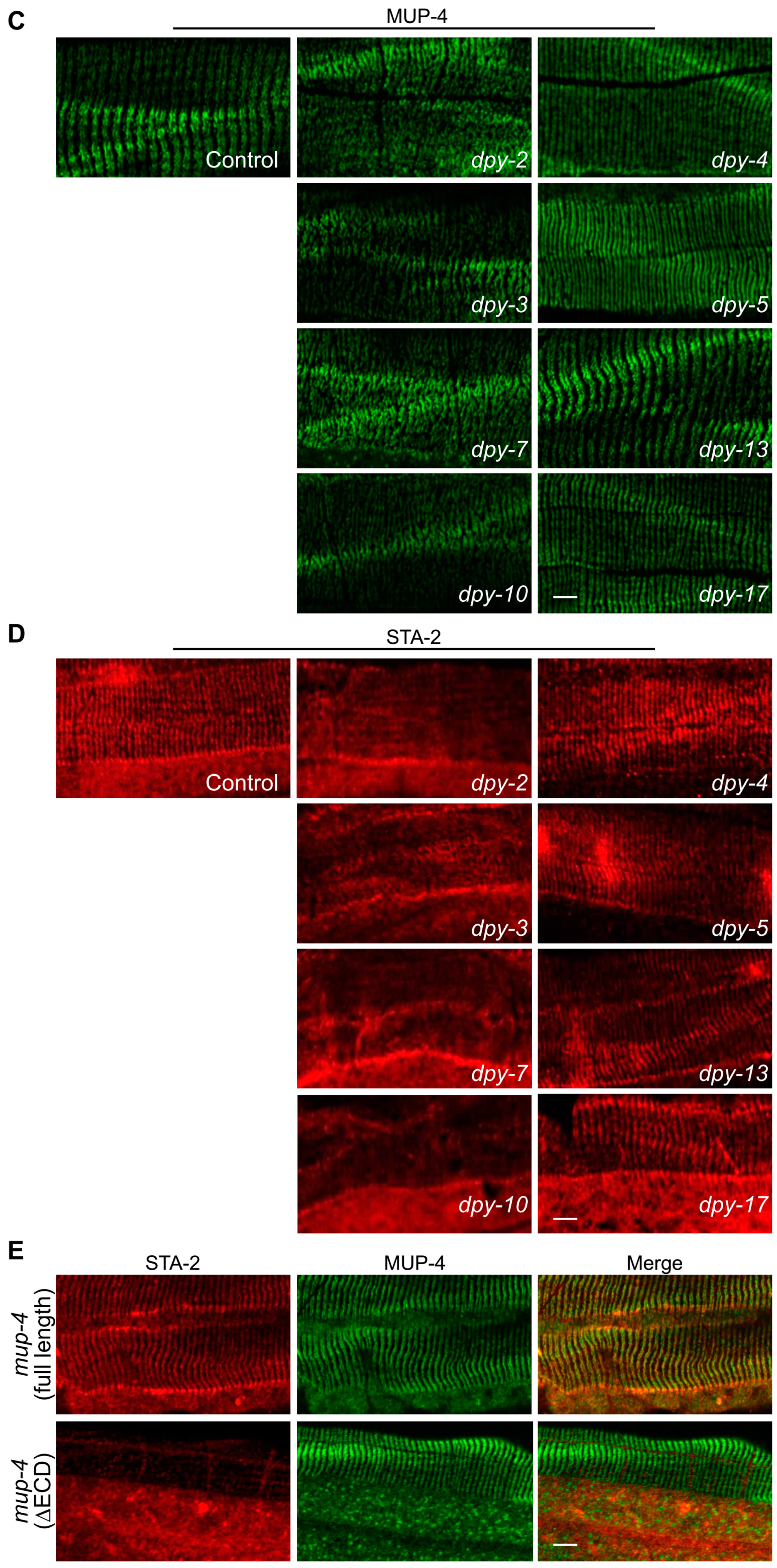 Cells 12 02223 g003b