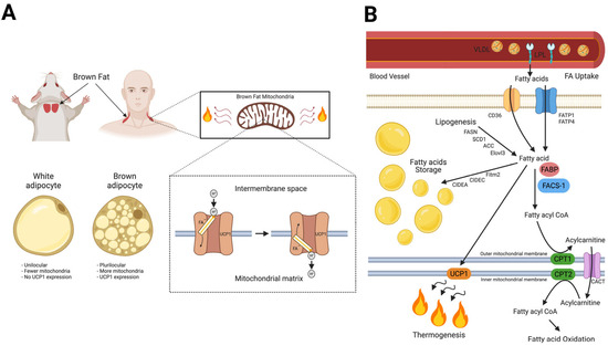 Myoglobin in Brown Adipose Tissue: A Multifaceted Player in