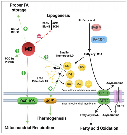 Myoglobin in Brown Adipose Tissue: A Multifaceted Player in
