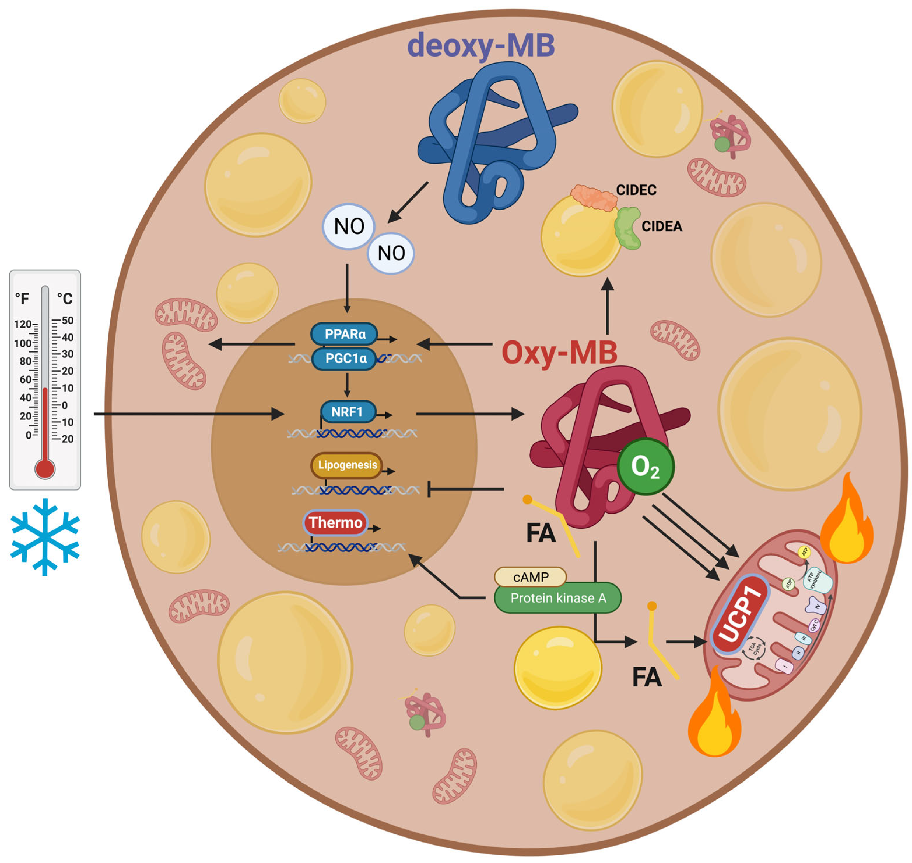 Myoglobin - an overview | ScienceDirect Topics