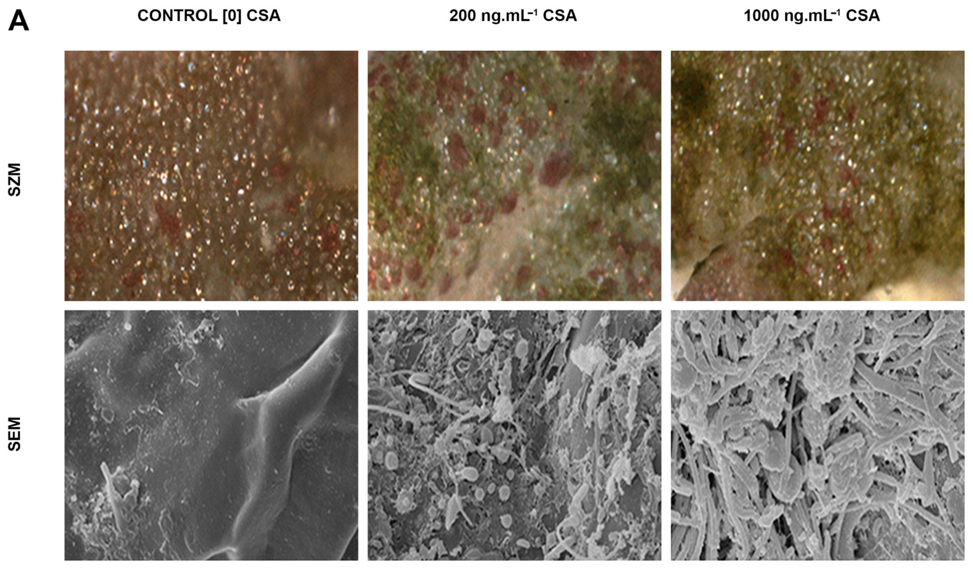 Cells 12 02259 g002a