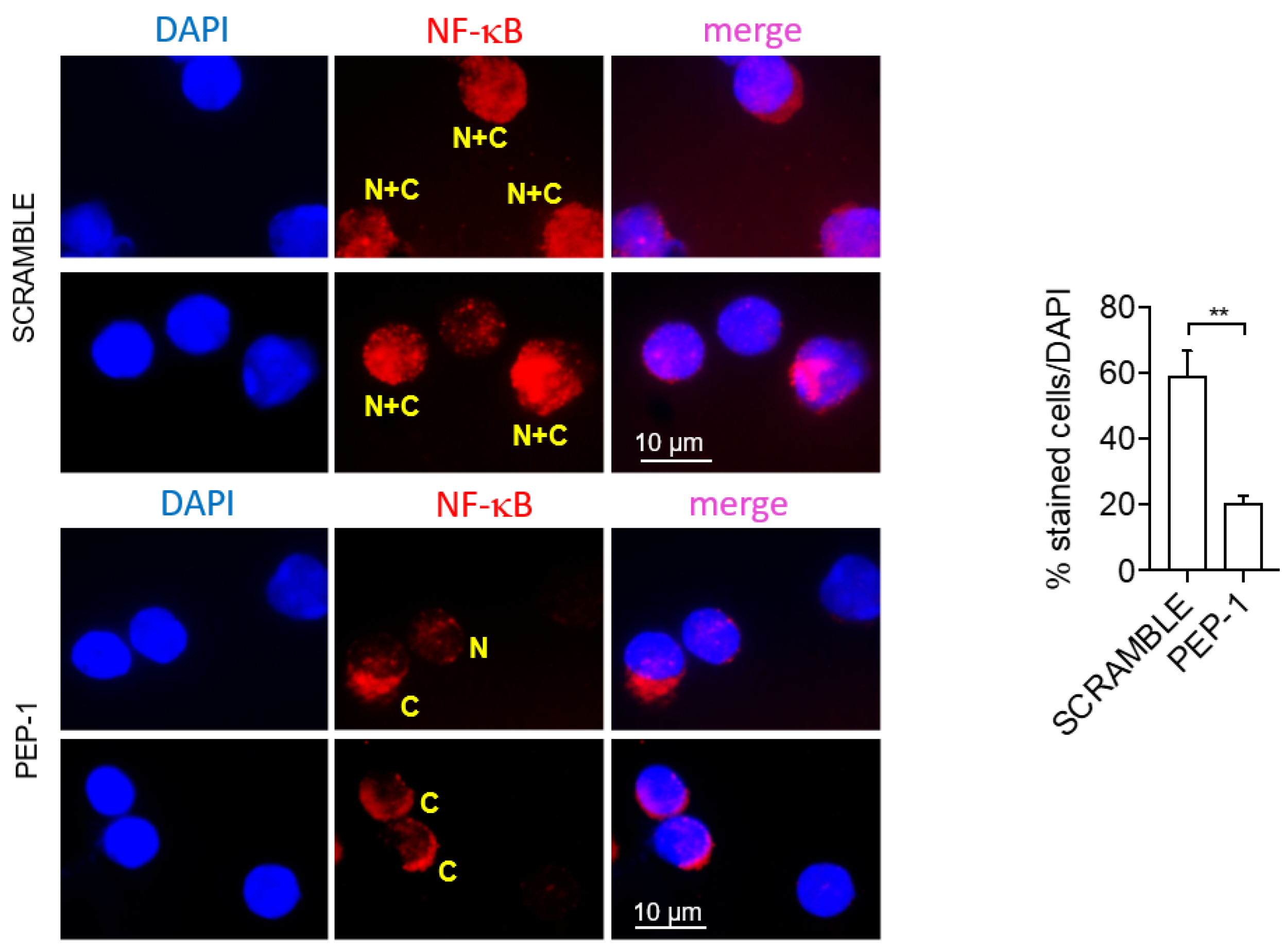 Cells 12 02294 g008 Cells 12 02294 g008