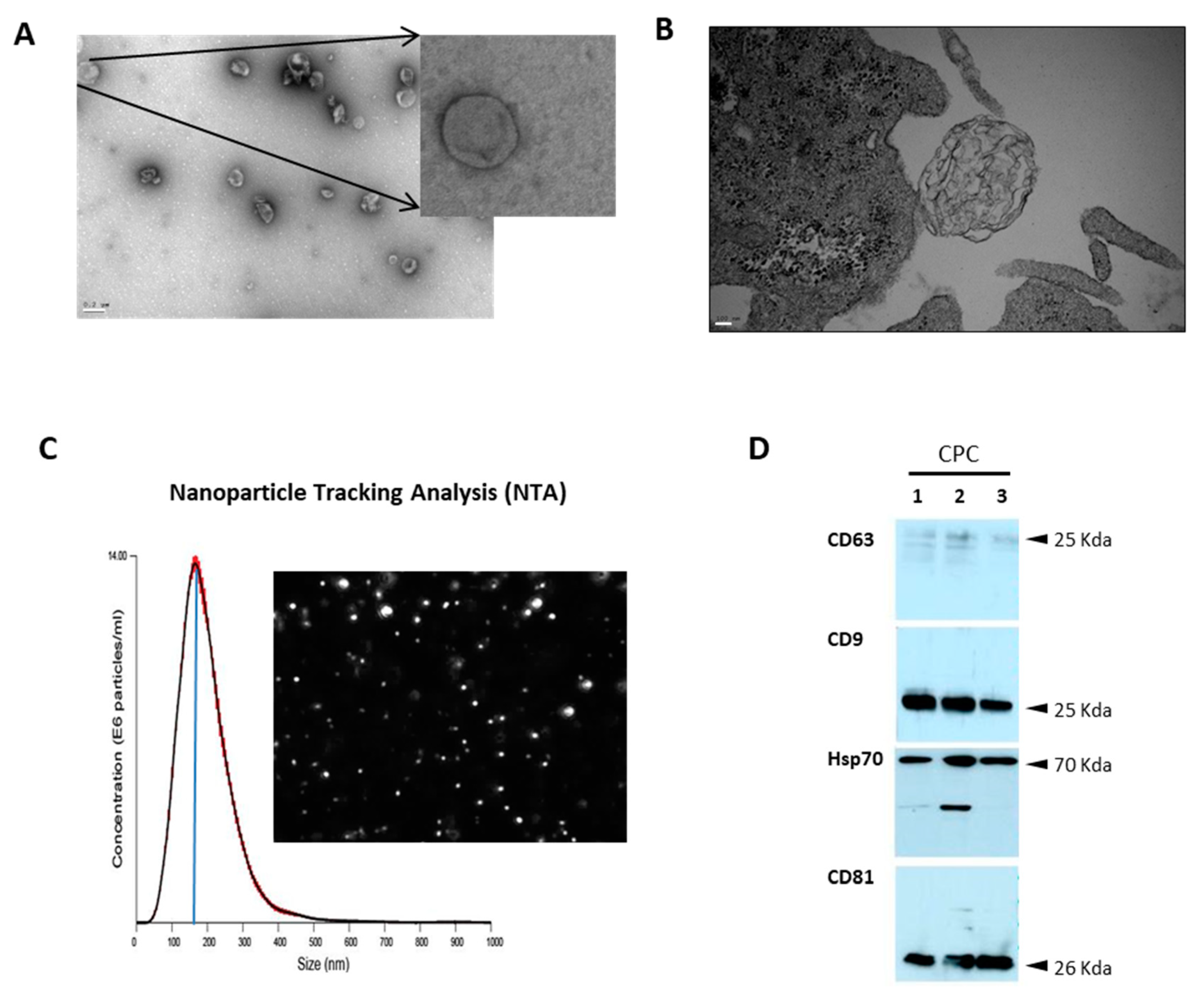 Cells 12 02300 g002 Cells 12 02300 g002
