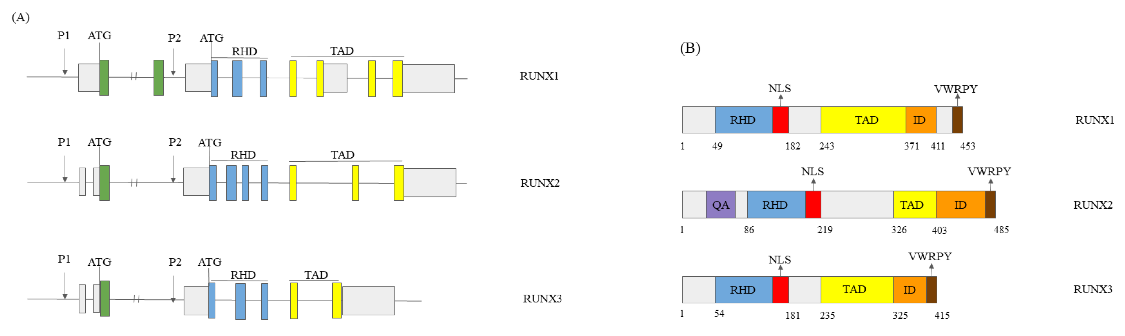 Cells 12 02303 g001 Cells 12 02303 g001