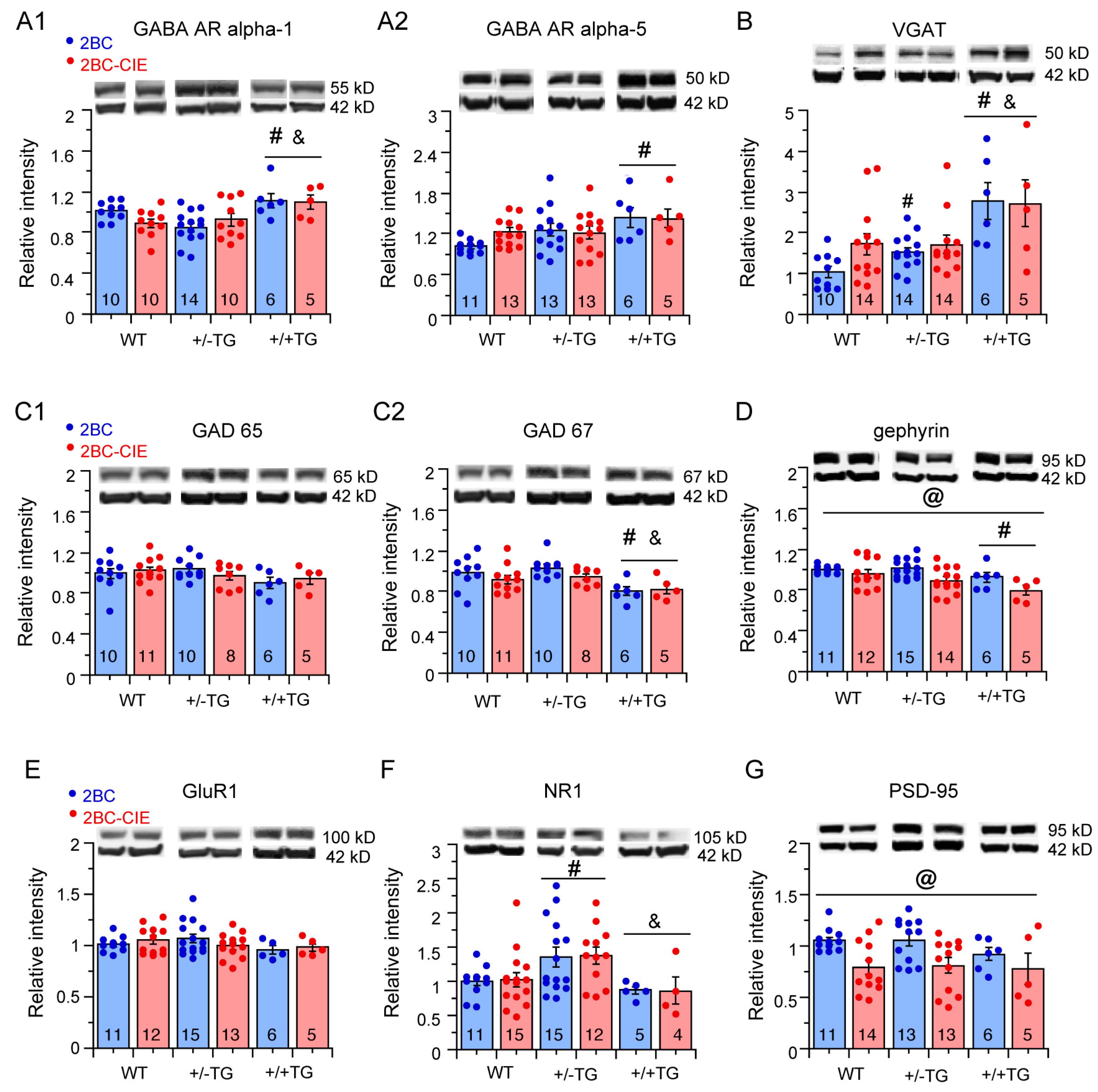 Cells 12 02306 g005 Cells 12 02306 g005