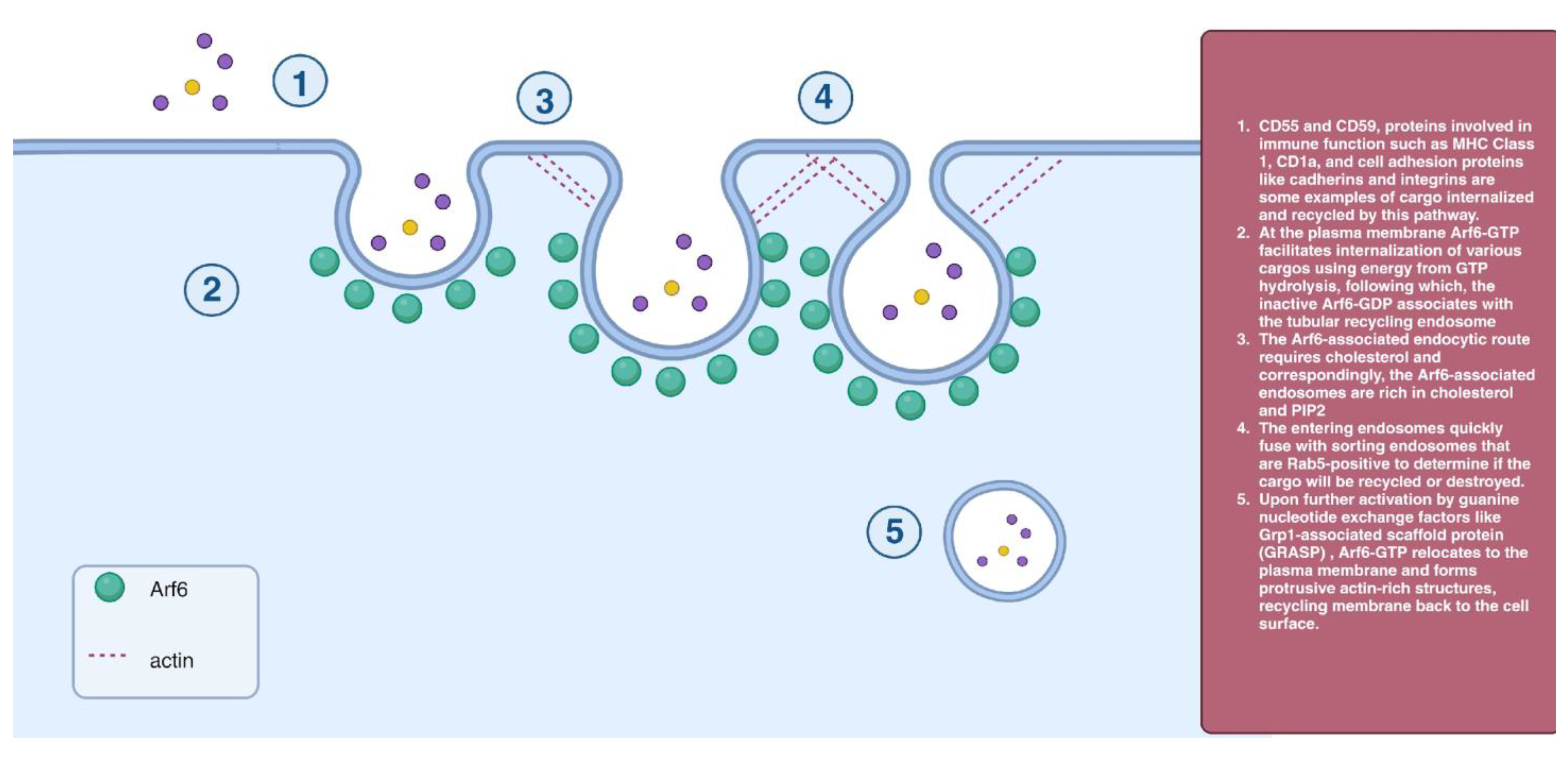 Cells 12 02312 g005 Cells 12 02312 g005