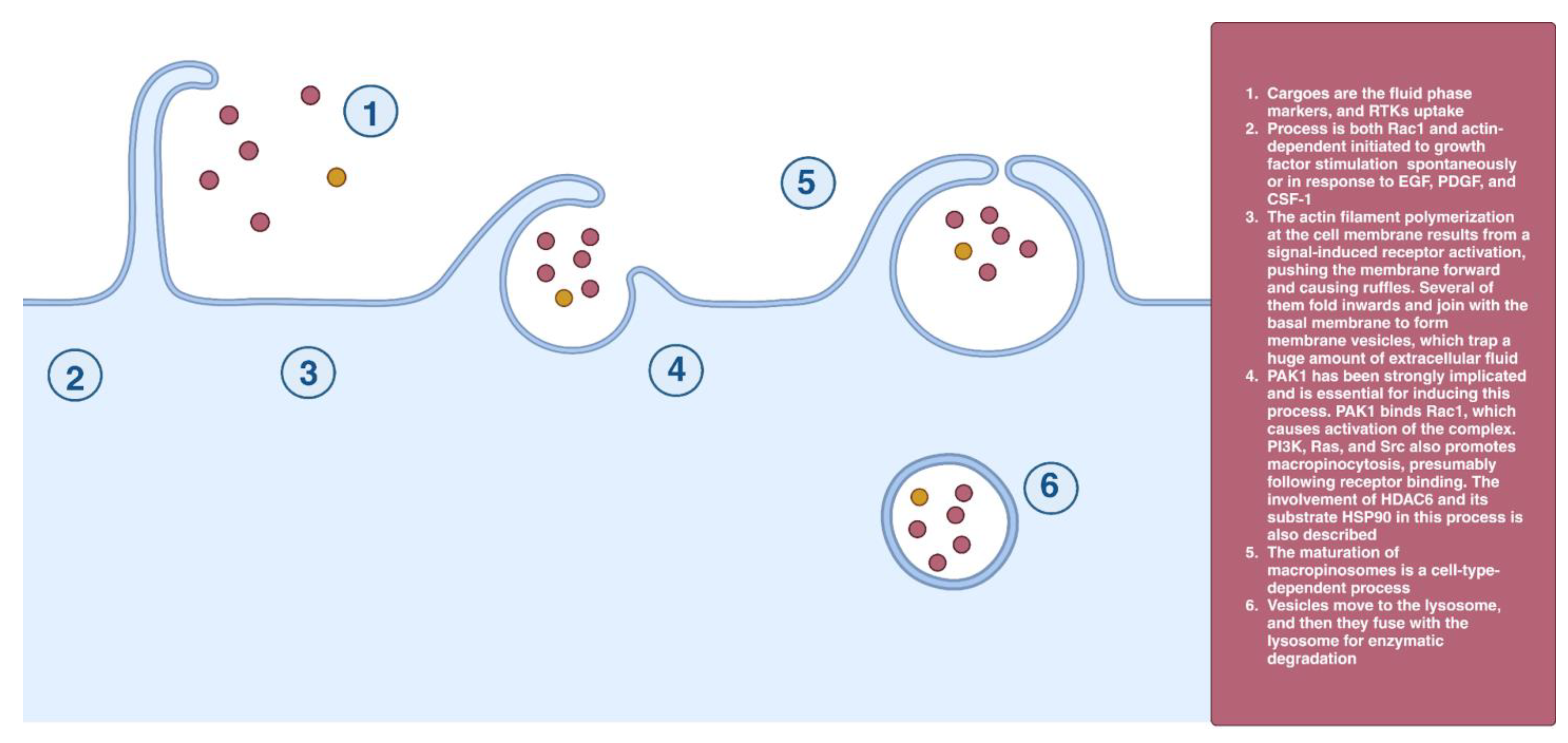 Cells 12 02312 g008 Cells 12 02312 g008