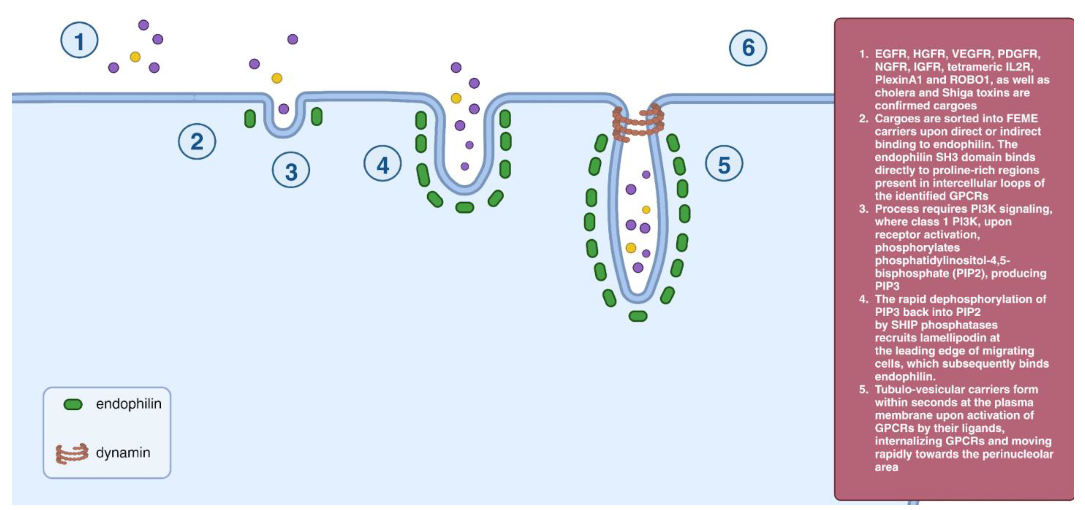 Cells 12 02312 g009 Cells 12 02312 g009