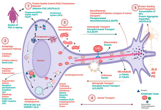 Biochemical and Molecular Pathways in Neurodegenerative