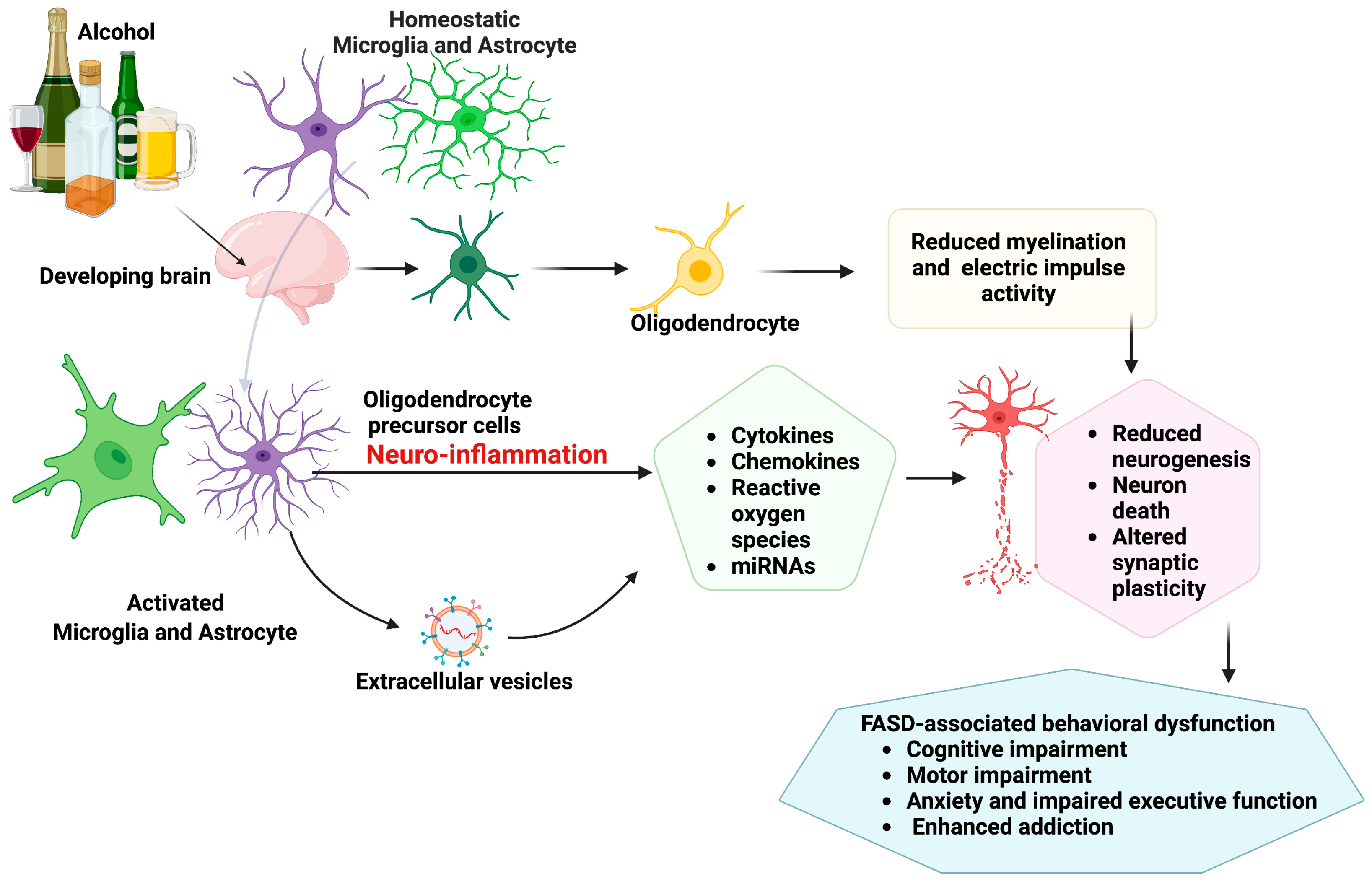 Cells Free Full-Text Neuroimmune Interactions in Fetal Alcohol Spectrum Disorders Potential Therapeutic Targets and Intervention Strategies pic image