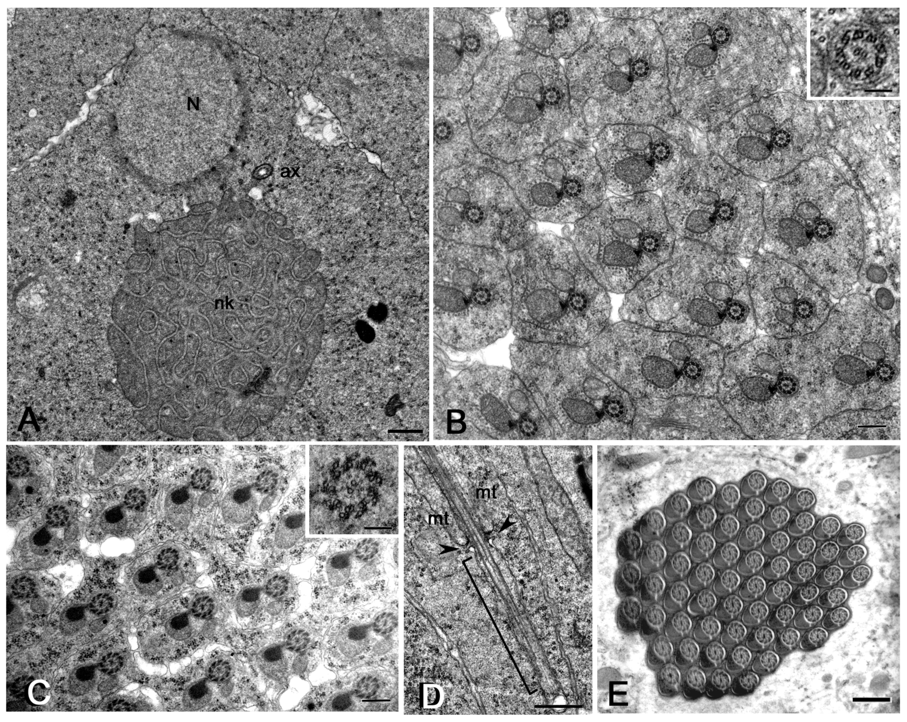 Cells 12 02337 g001 Cells 12 02337 g001