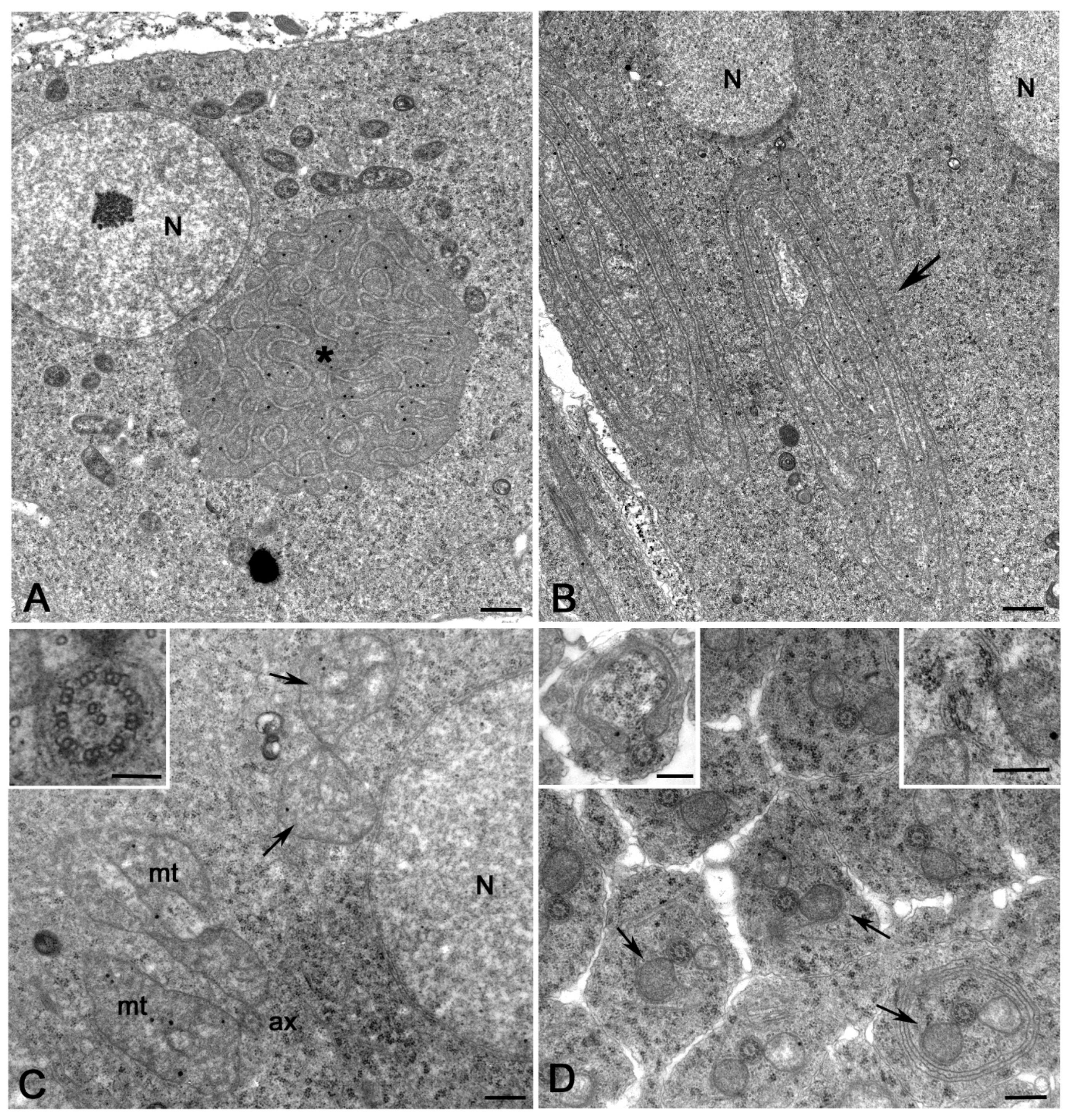 Cells 12 02337 g002 Cells 12 02337 g002