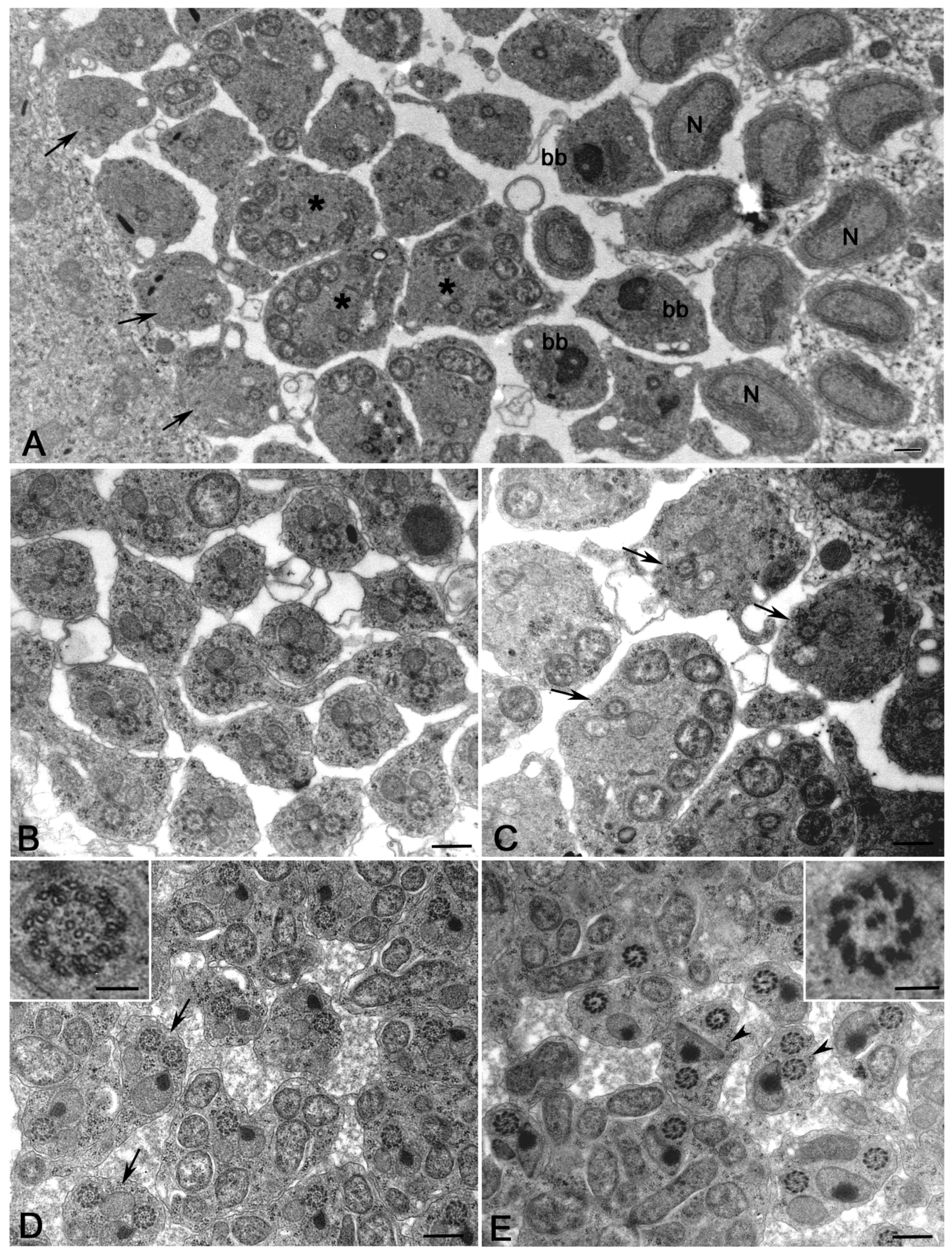 Cells 12 02337 g003 Cells 12 02337 g003