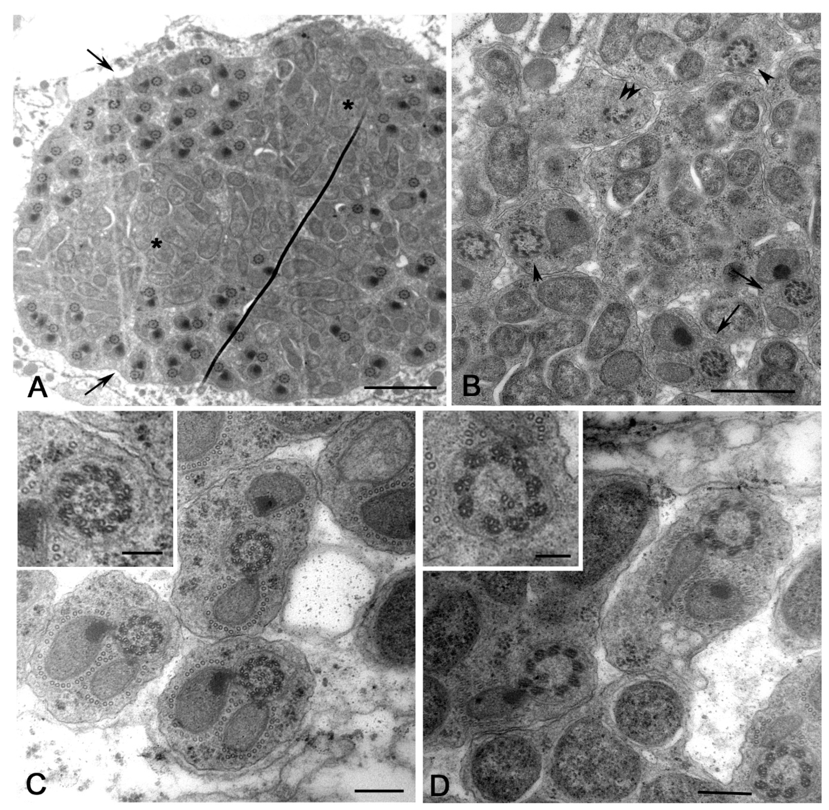 Cells 12 02337 g005 Cells 12 02337 g005