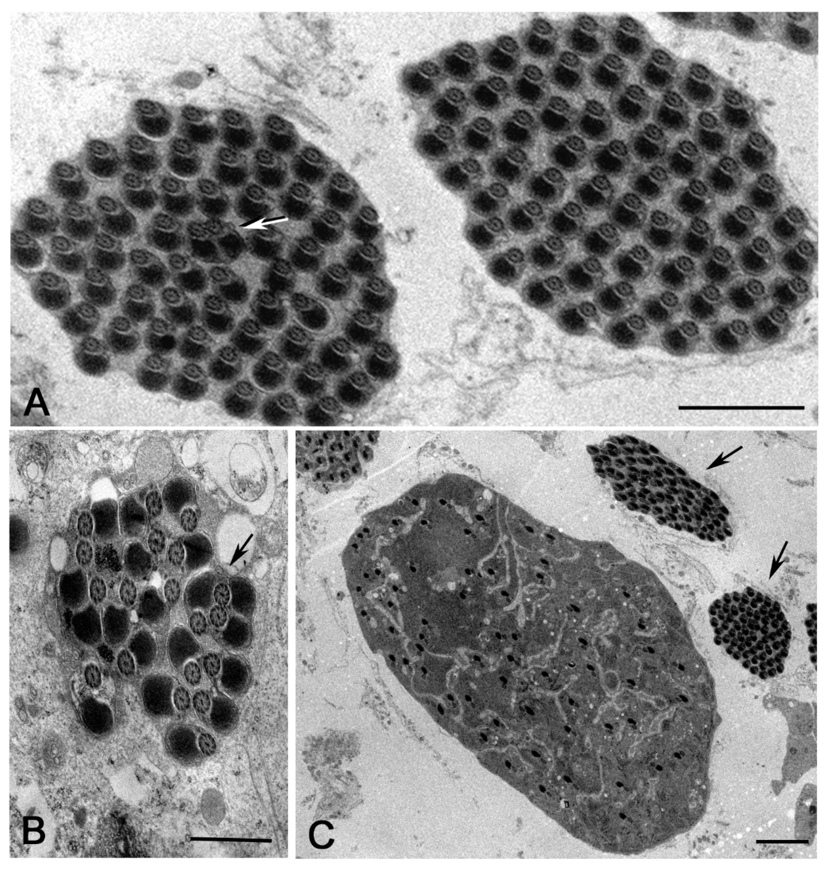 Cells 12 02337 g007 Cells 12 02337 g007