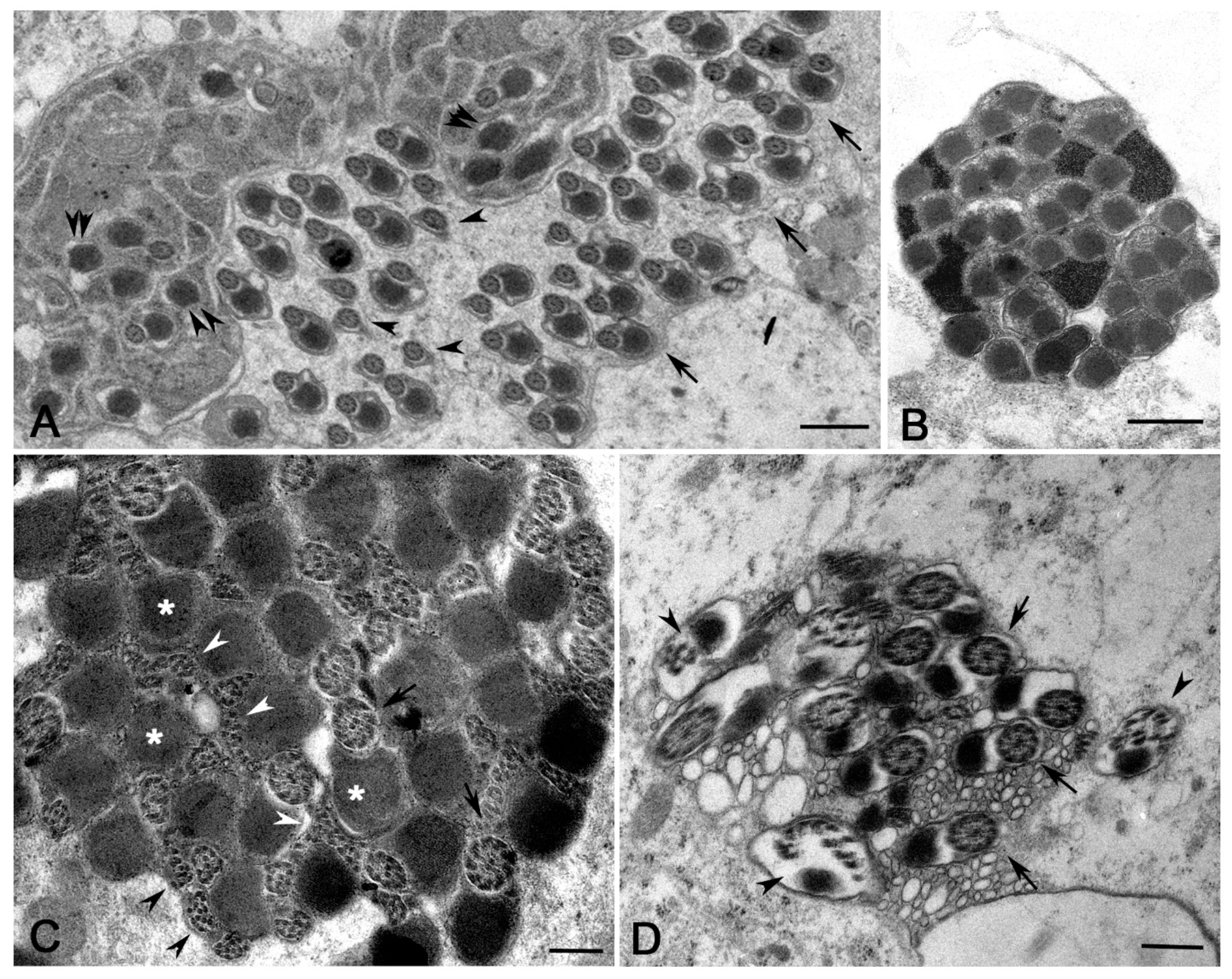 Cells 12 02337 g008 Cells 12 02337 g008