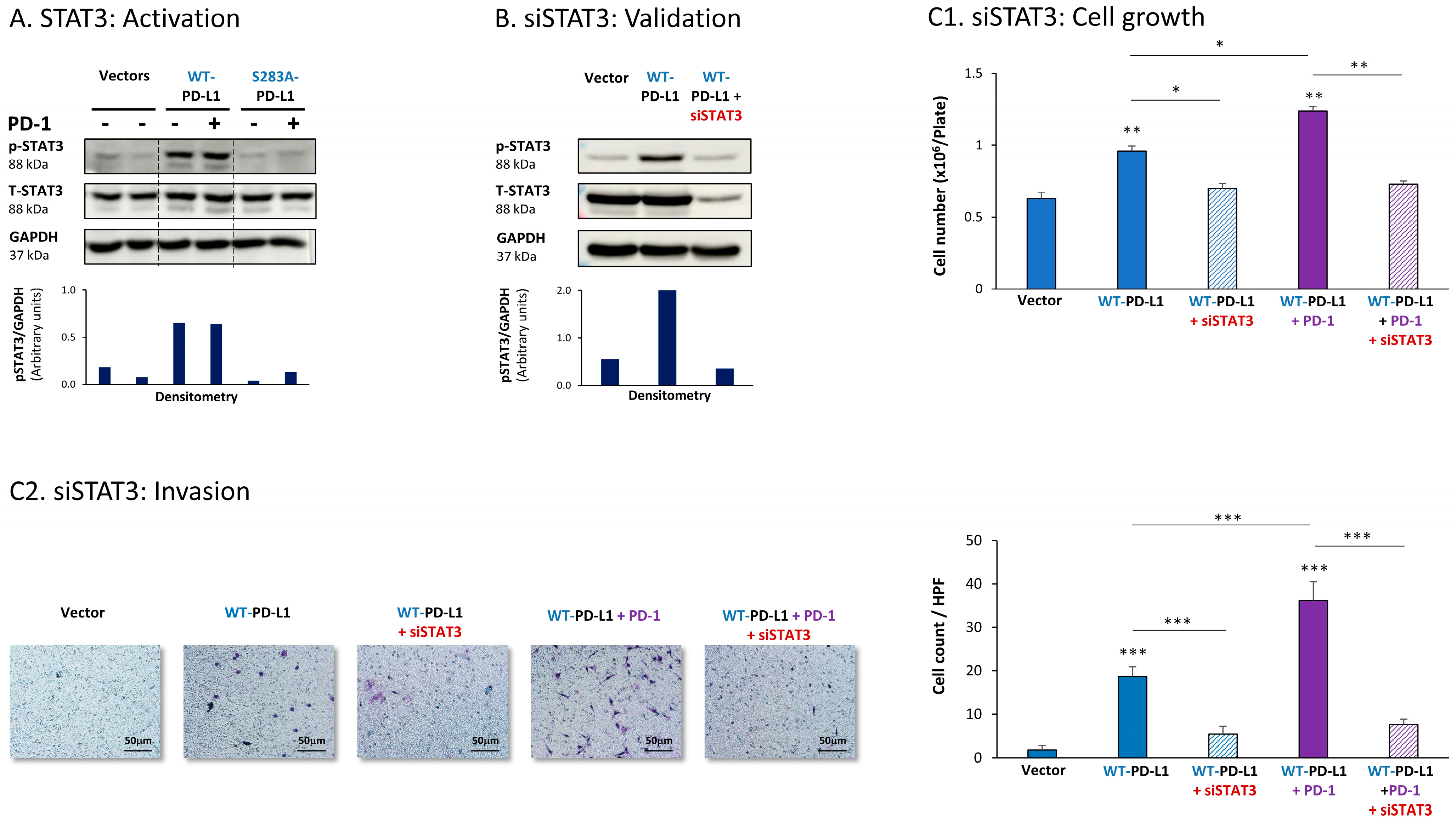Cells Free Full-Text The Cell-Autonomous Pro-Metastatic Activities of PD-L1 in Breast Cancer Are Regulated by N-Linked Glycosylation-Dependent Activation of STAT3 and STAT1