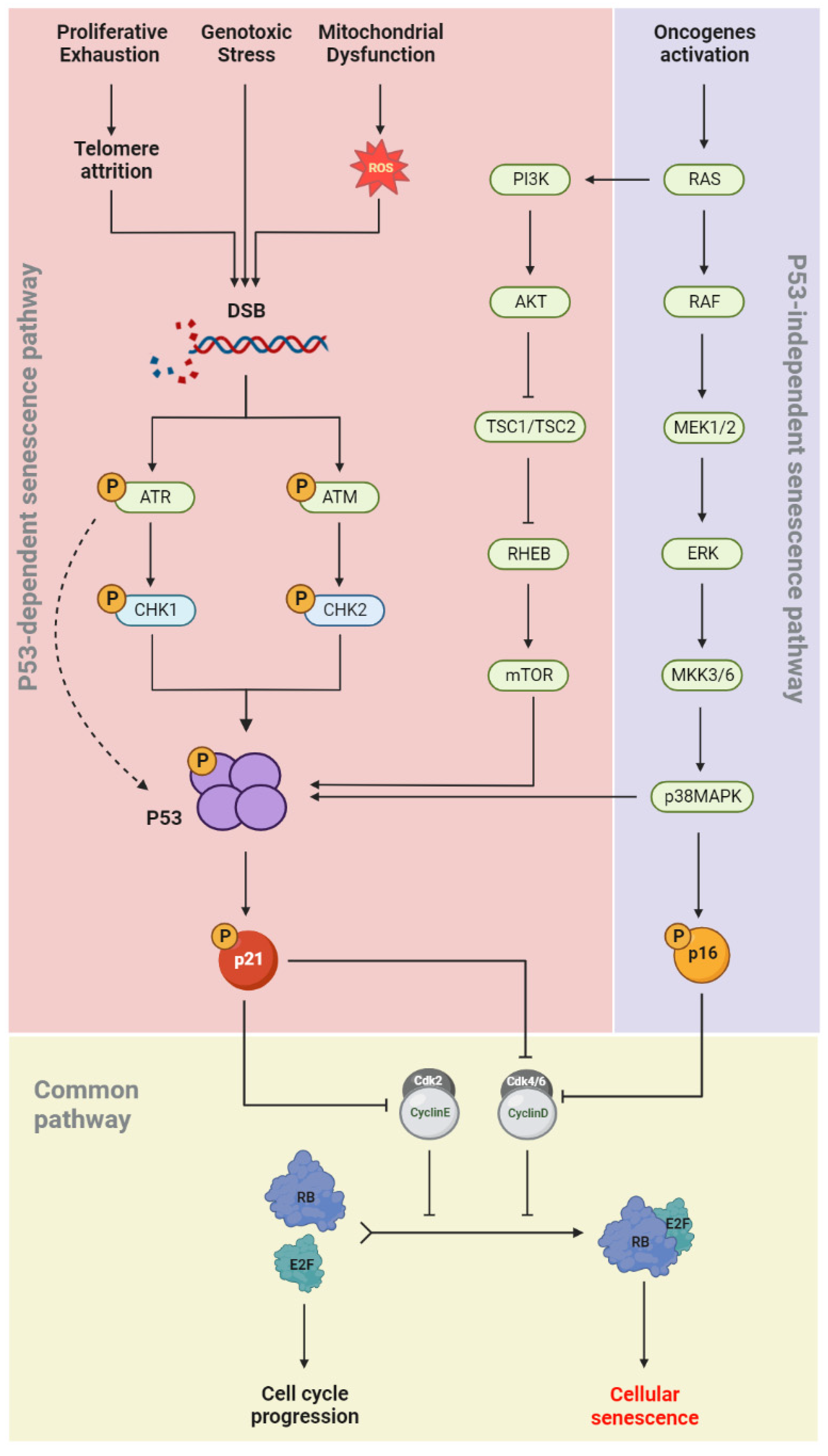 Cells 12 02341 g002 Cells 12 02341 g002