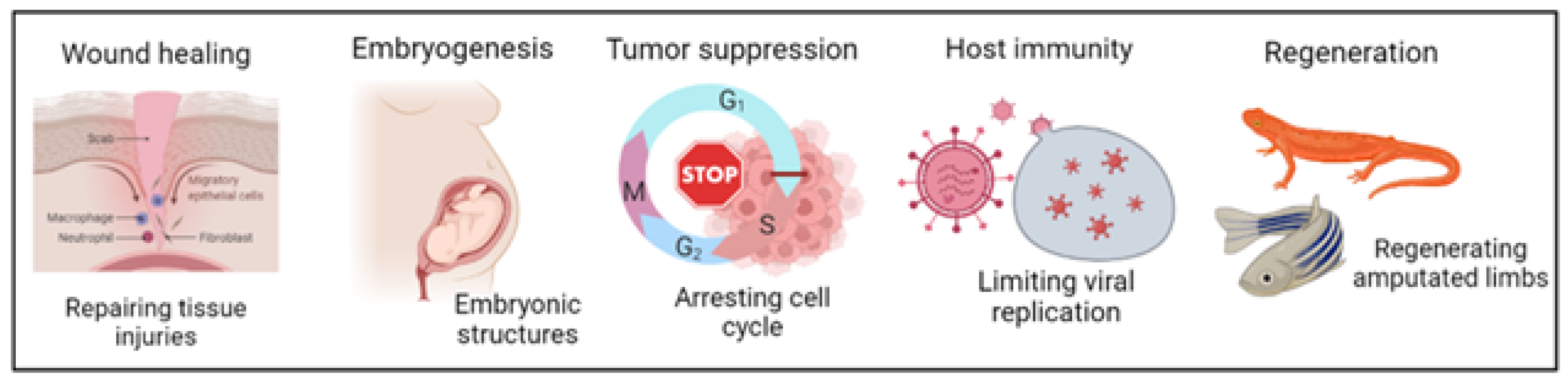 Cells 12 02341 g003 Cells 12 02341 g003